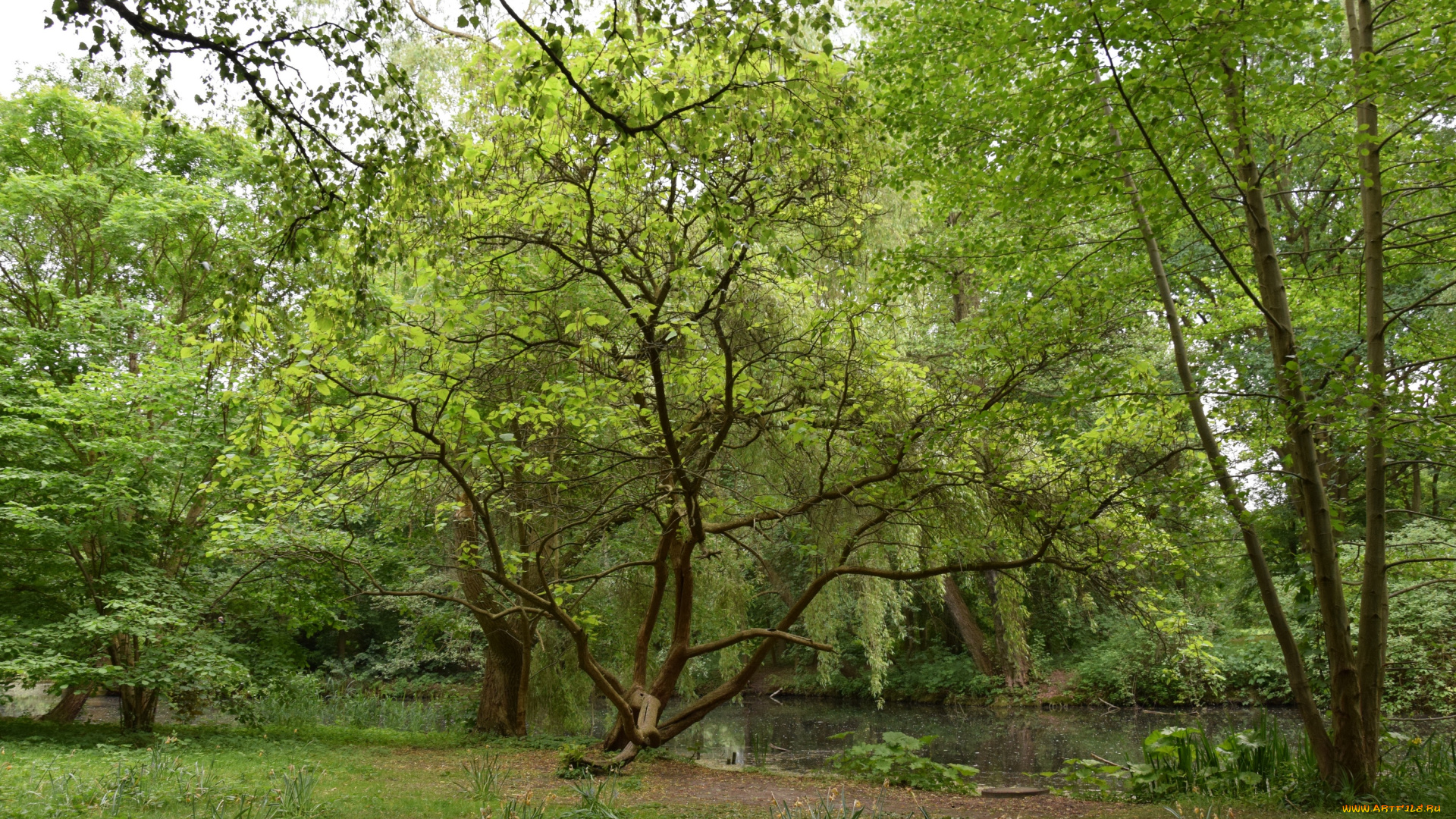 природа, реки, озера, деревья, растения, водоем