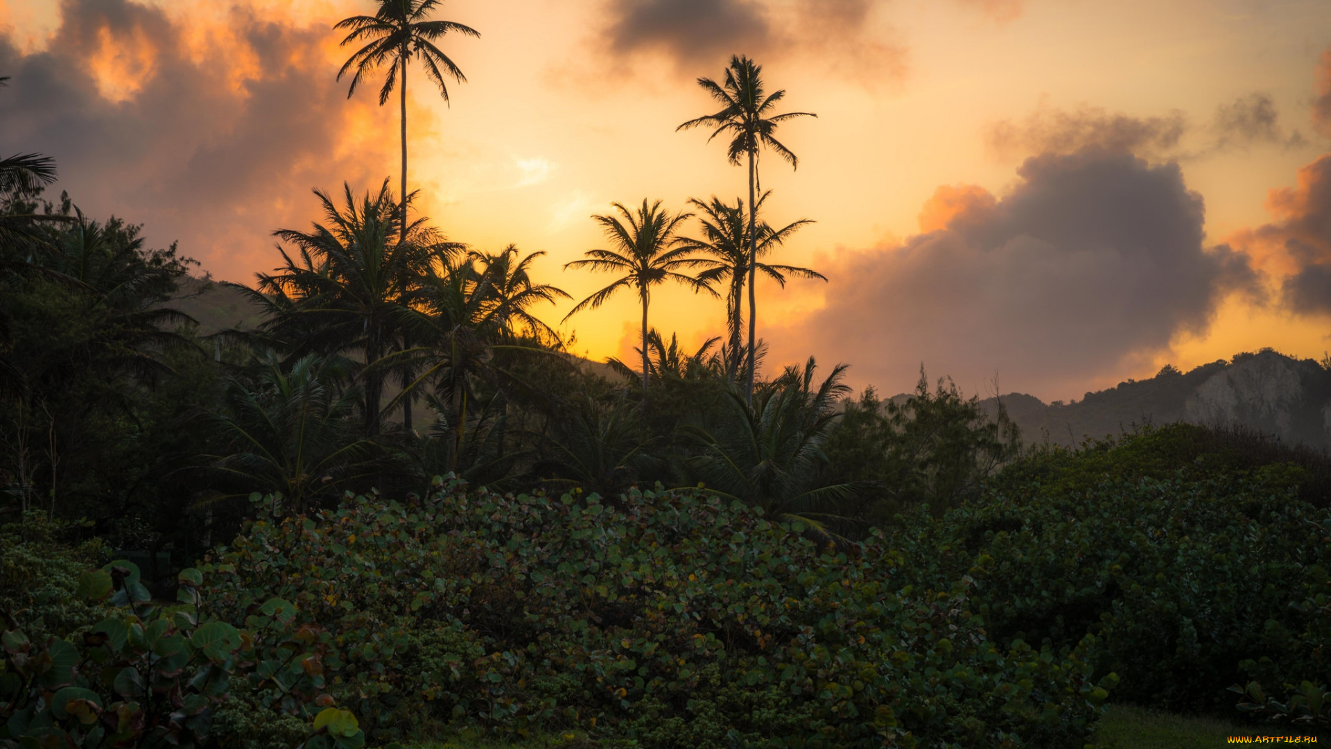 природа, тропики, простор