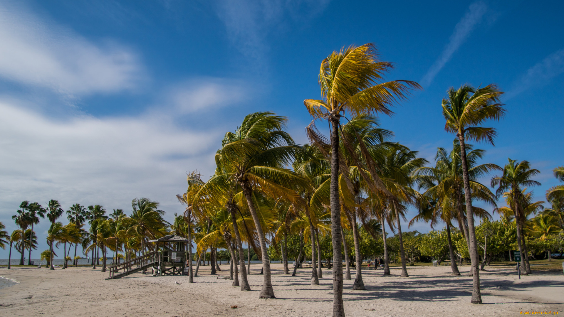 природа, тропики, простор