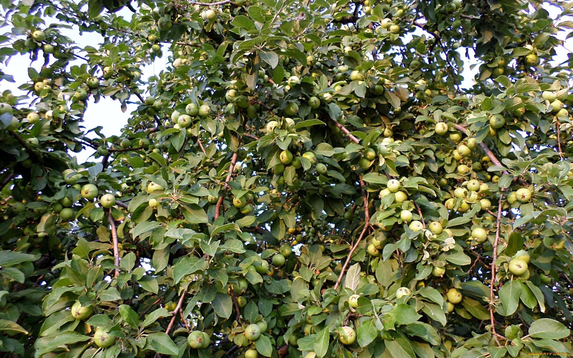 природа, плоды, Яблоня, созревание