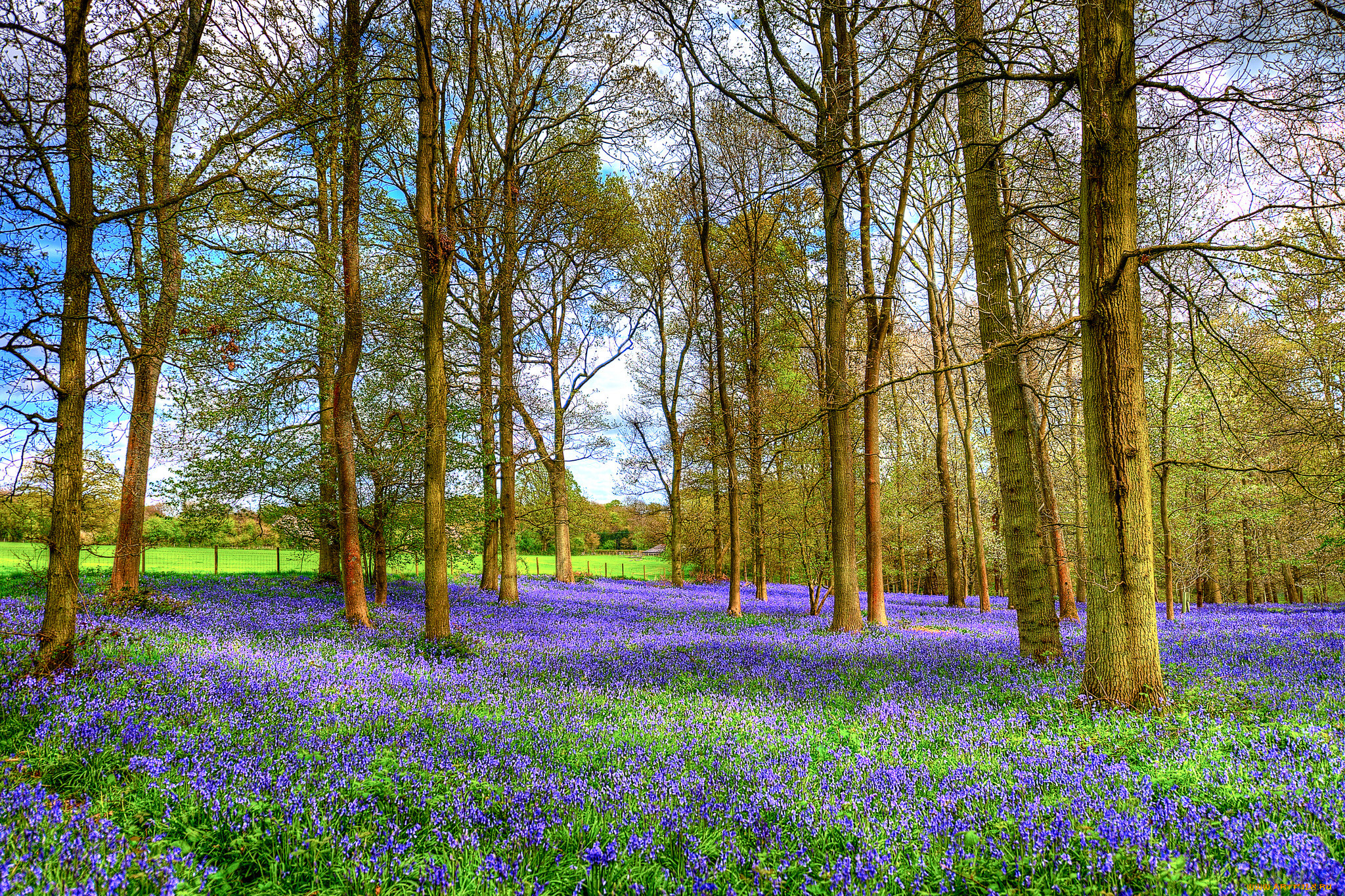 природа, луга, простор