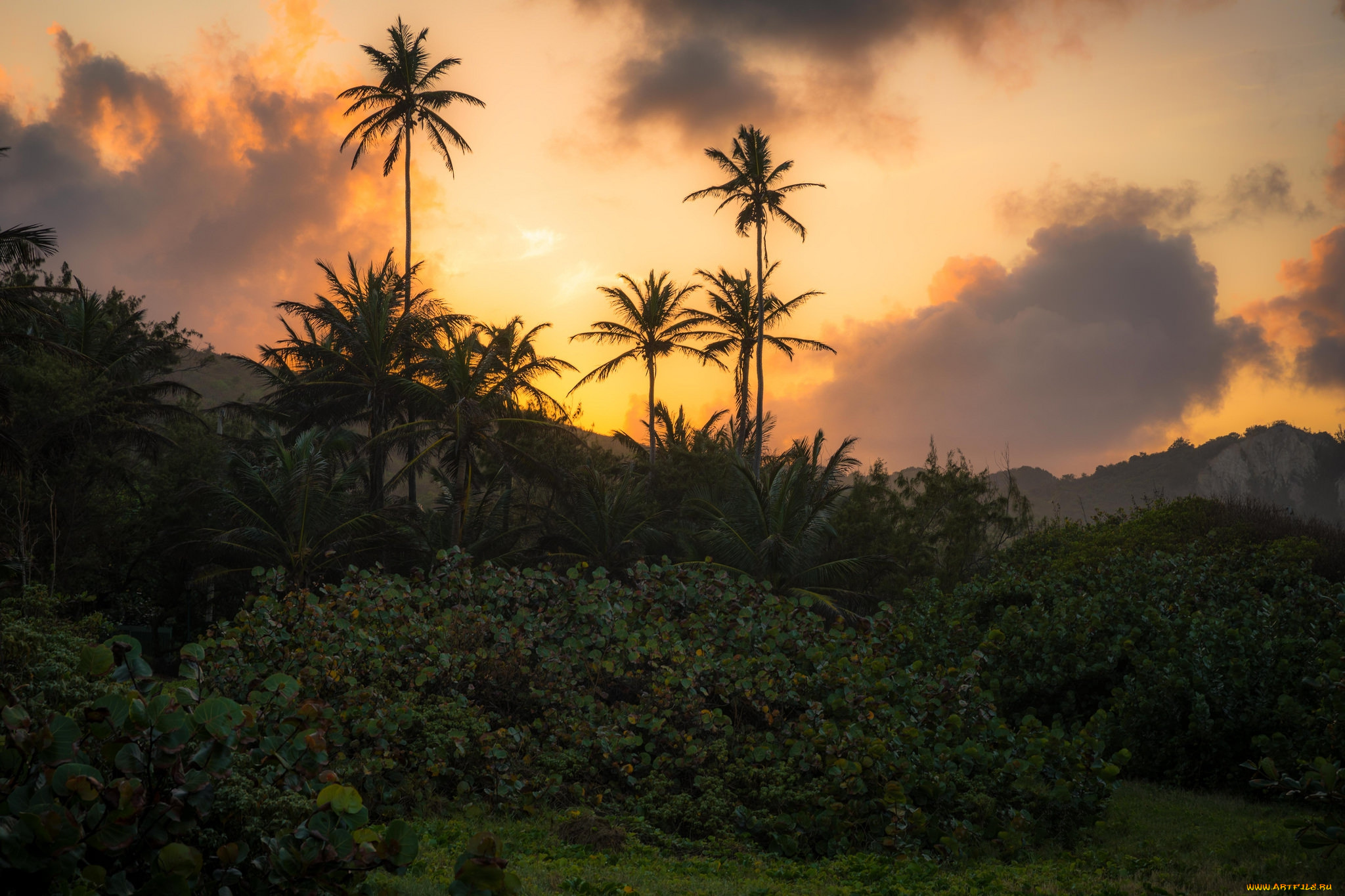 природа, тропики, простор