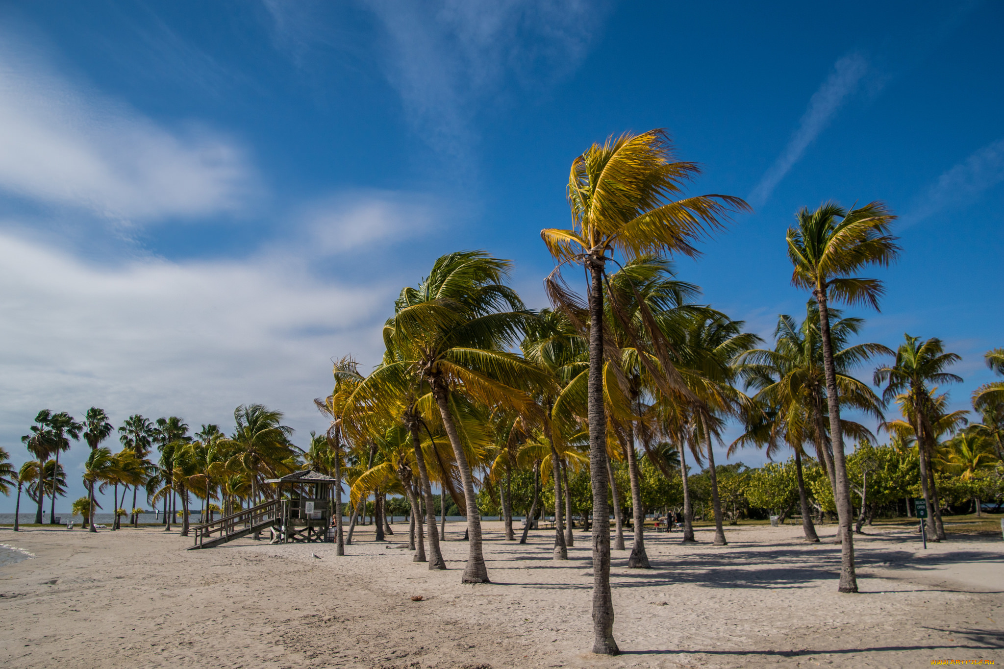 природа, тропики, простор