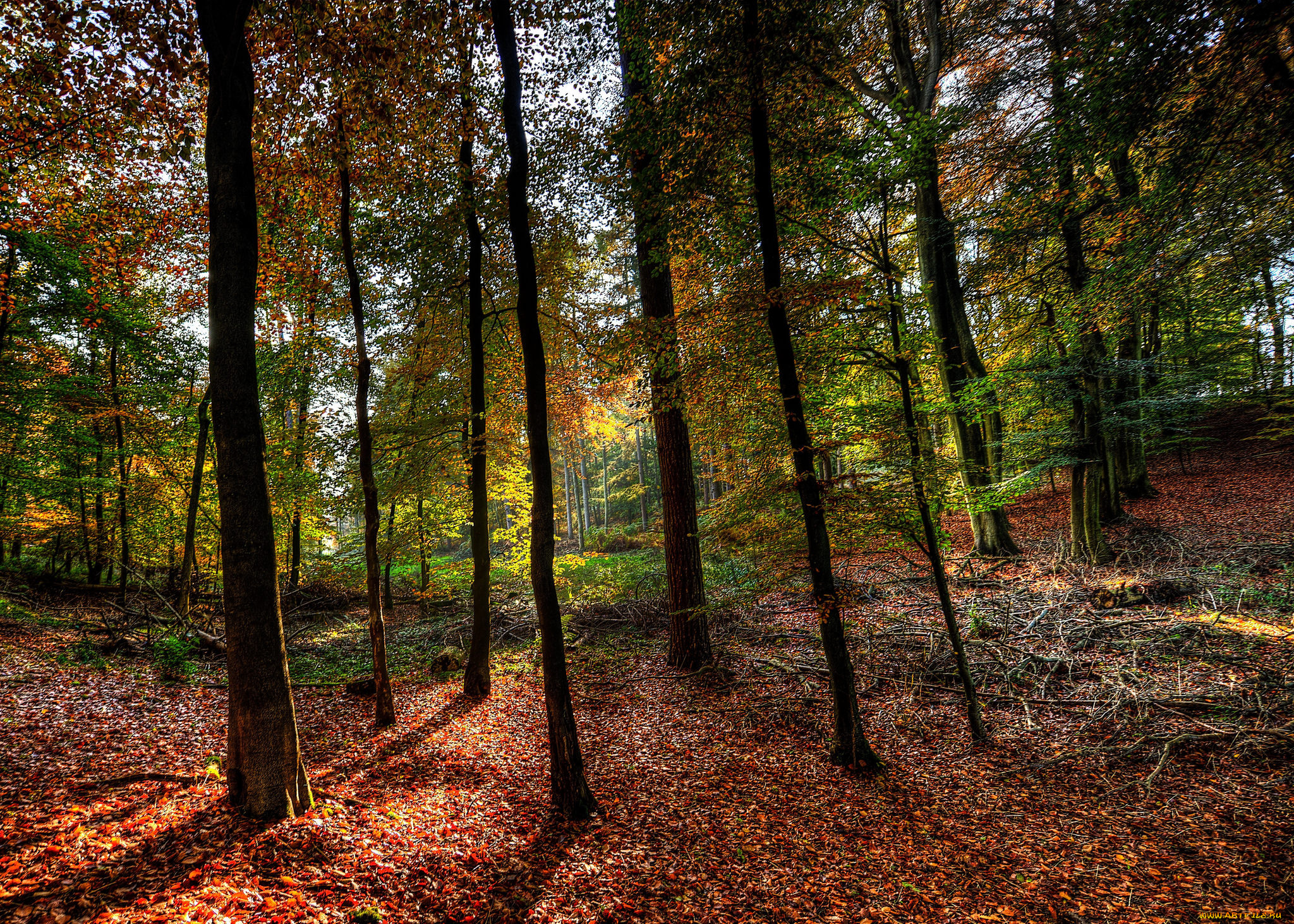 природа, лес, простор