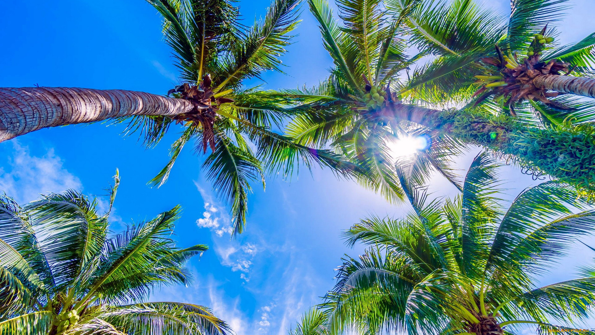 природа, деревья, пальмы