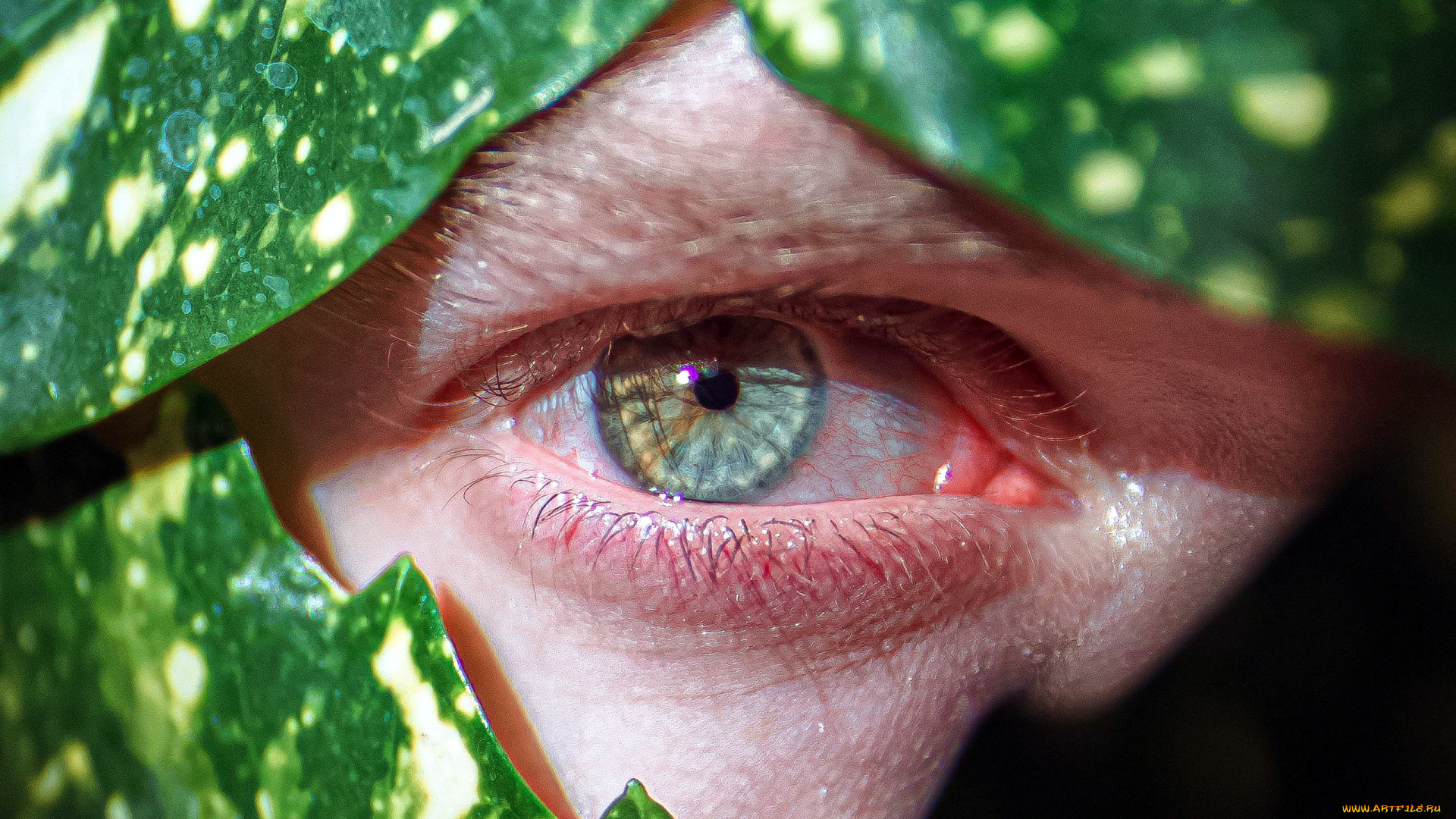 разное, глаза, глаз, макро