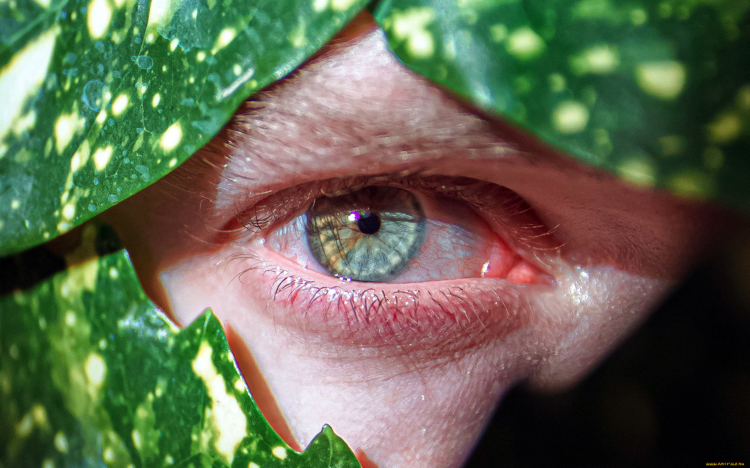 разное, глаза, глаз, макро