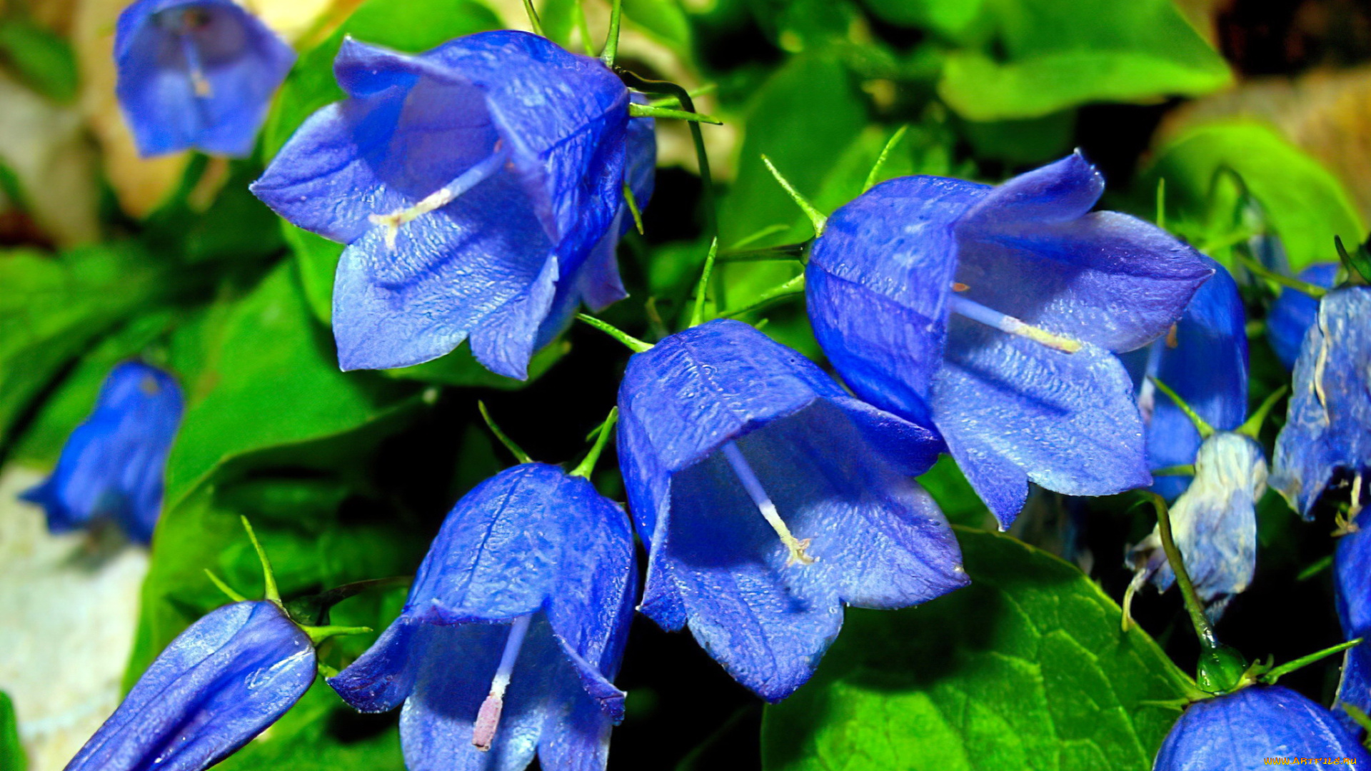 цветы, колокольчики, синие