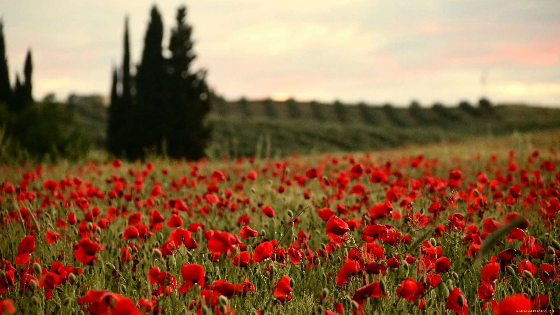 цветы, маки, луг, алые
