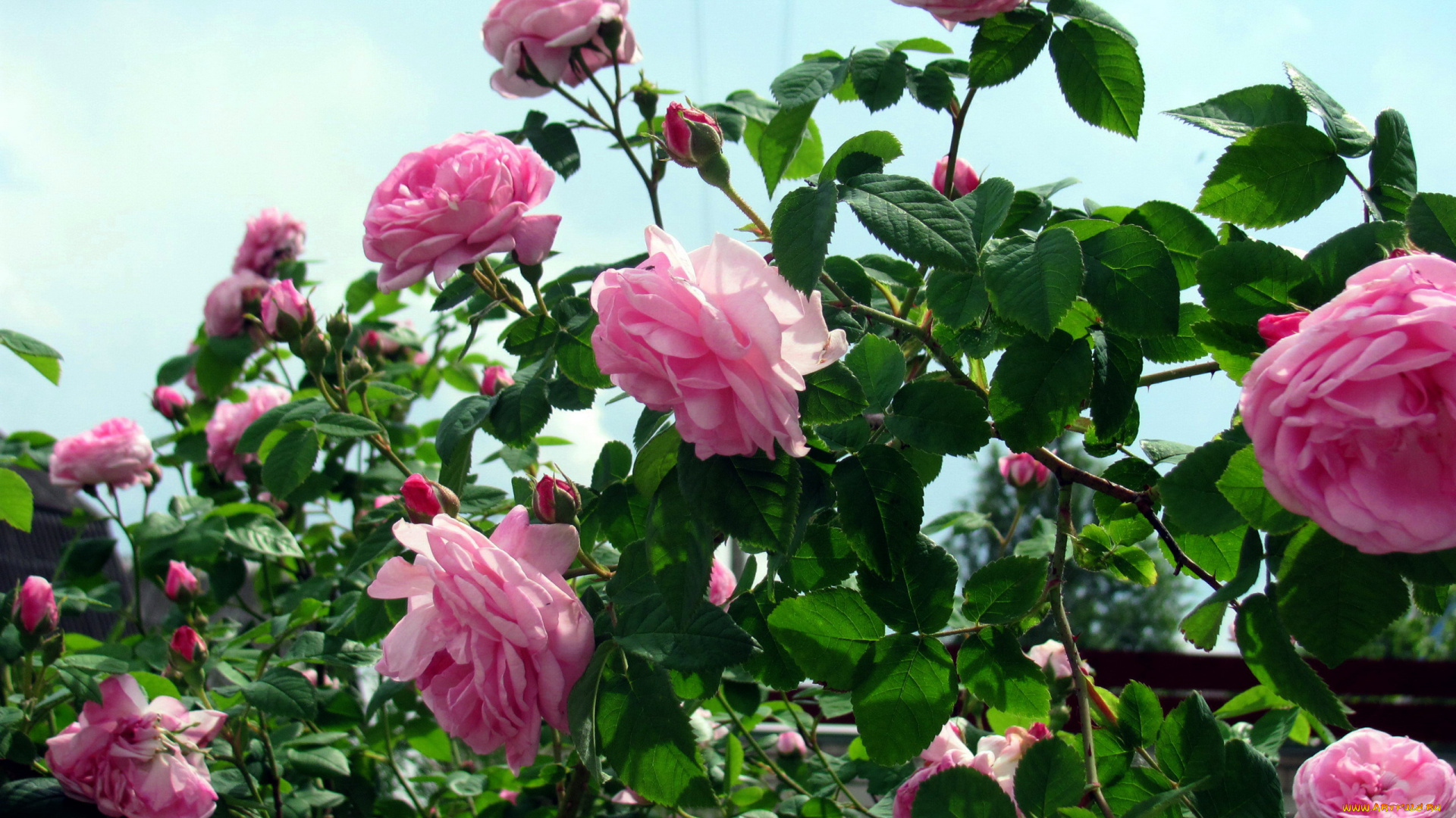 цветы, розы, розовые, куст