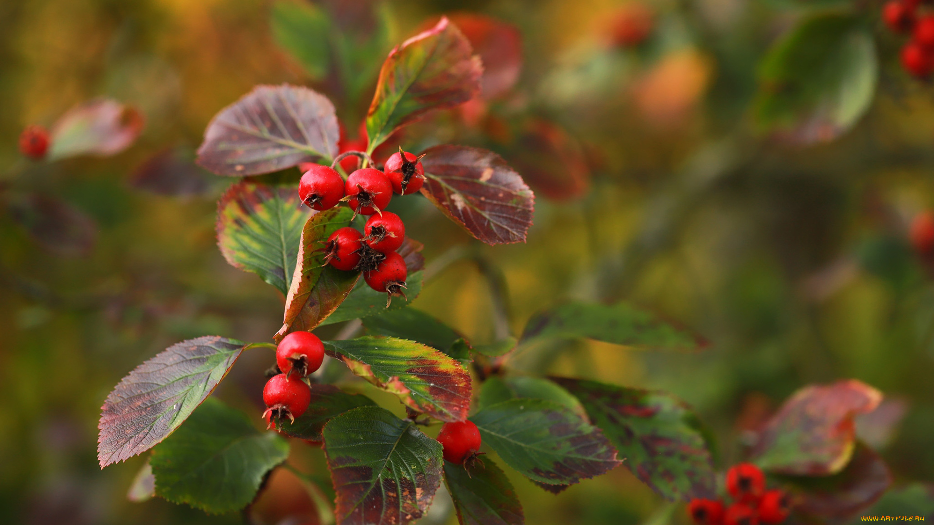 природа, ягоды, ветки, красные