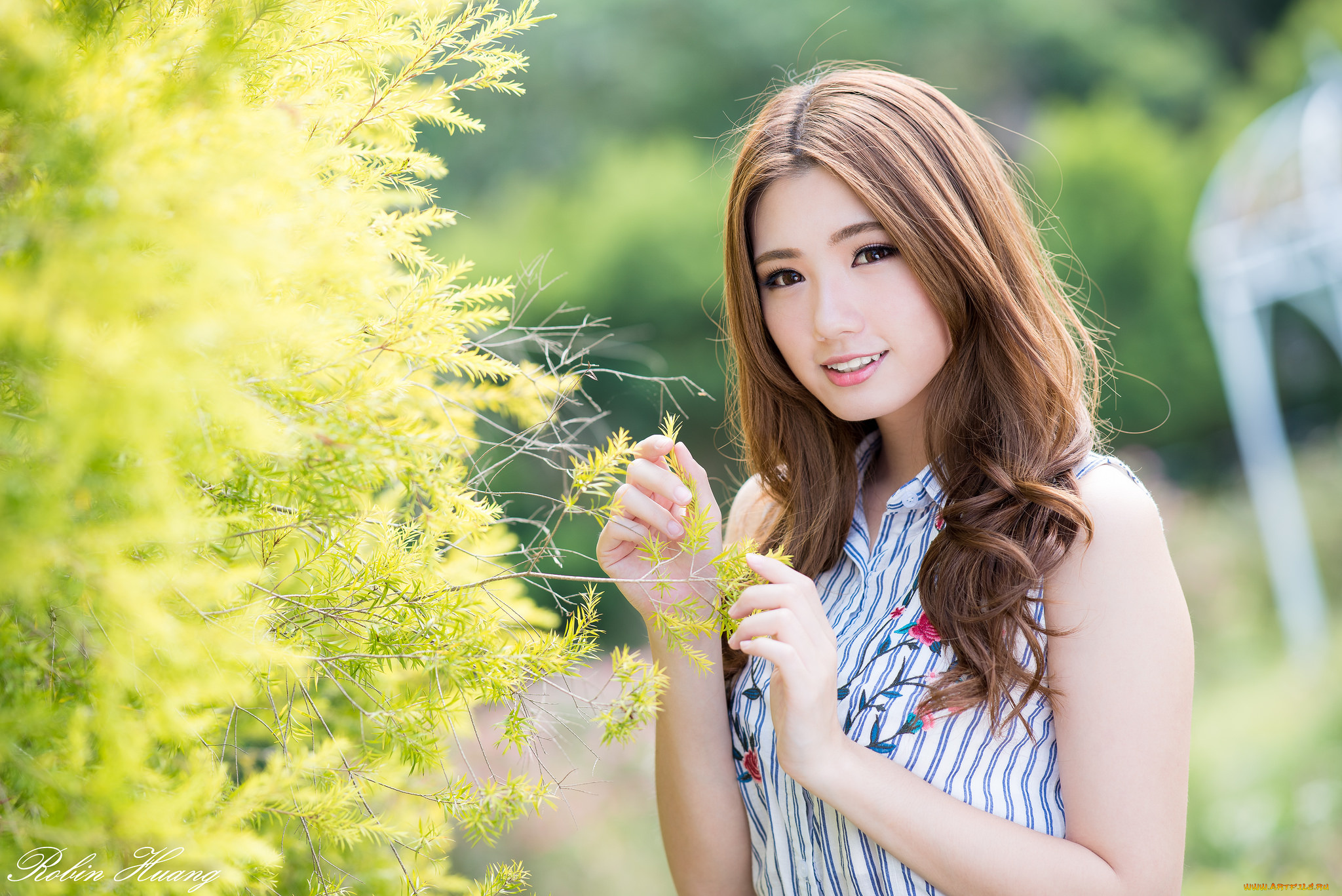 девушки, -, азиатки, шатенка, куст