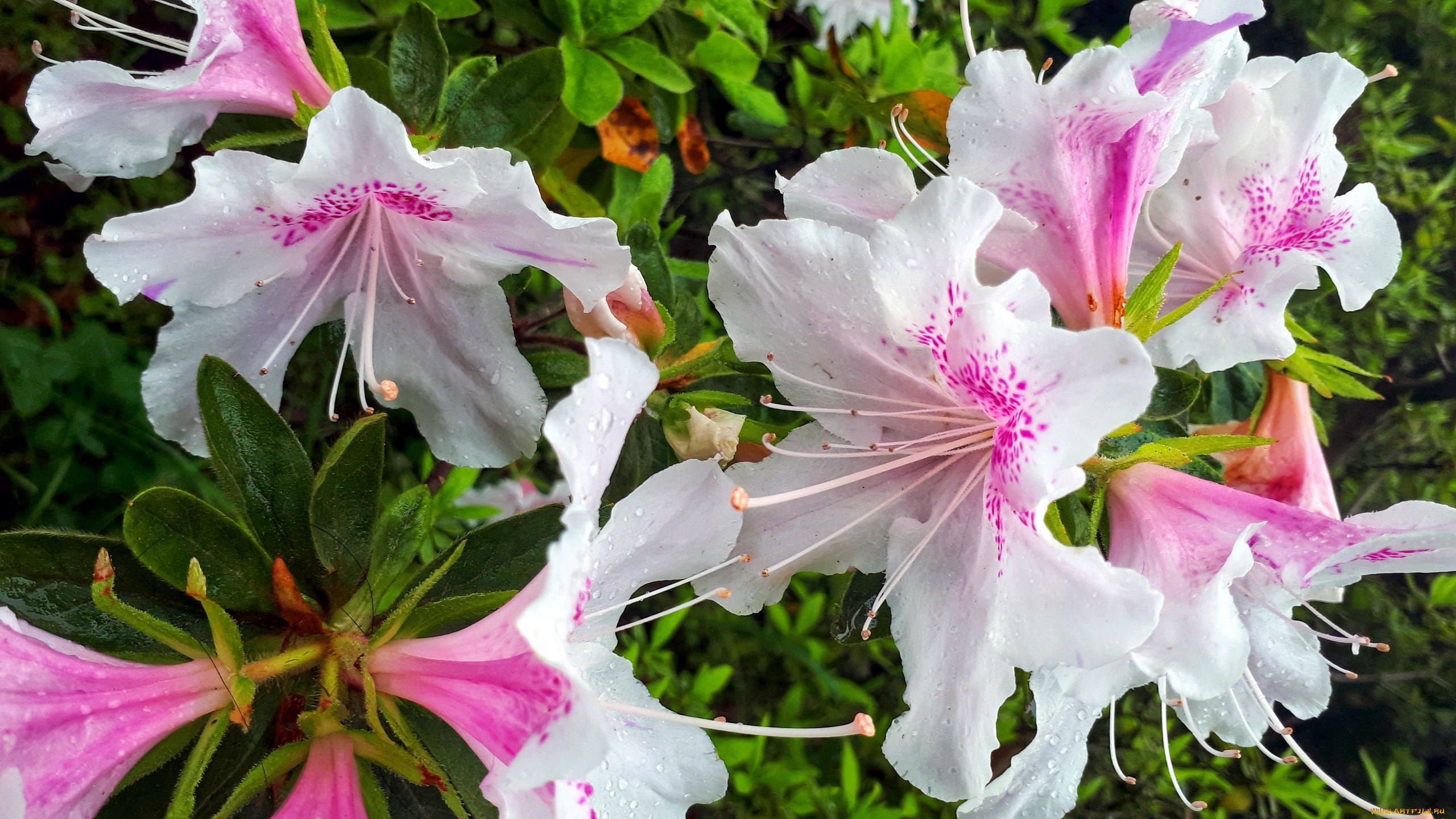 цветы, рододендроны, , азалии, рододендрон, макро
