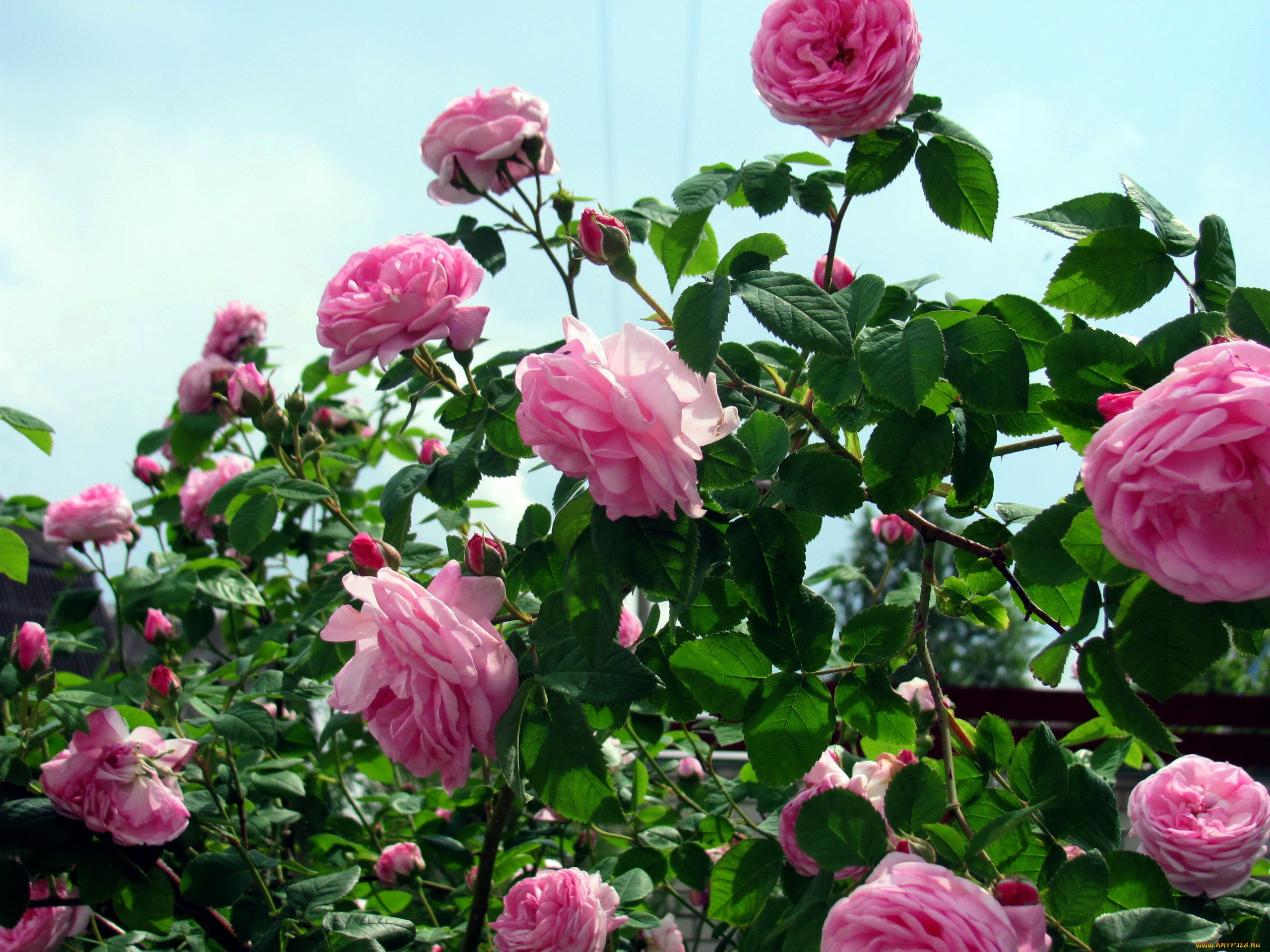 цветы, розы, розовые, куст