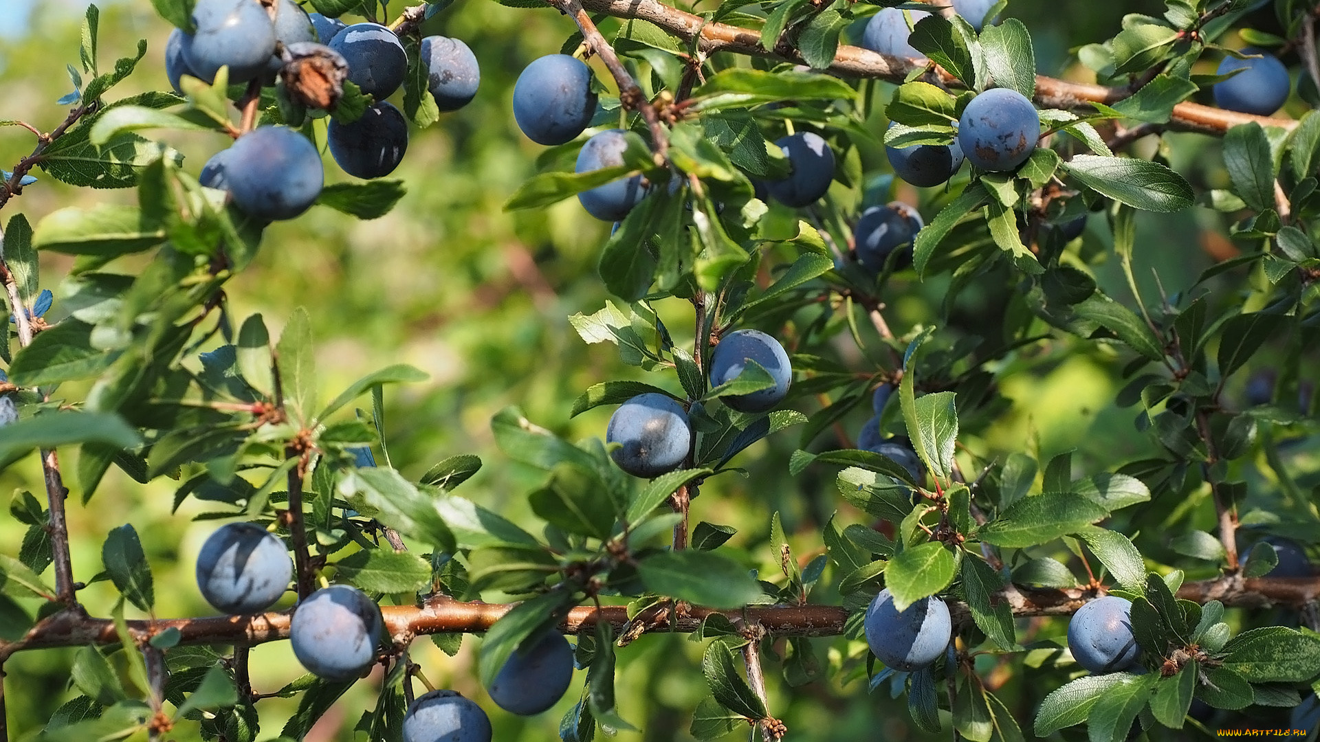 природа, плоды, тёрн, слива, колючая