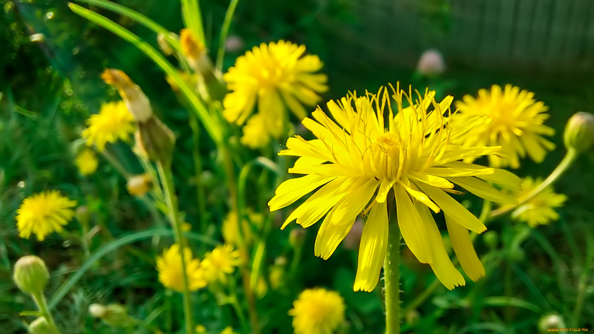 цветы, луговые, , полевые, , цветы, цветок