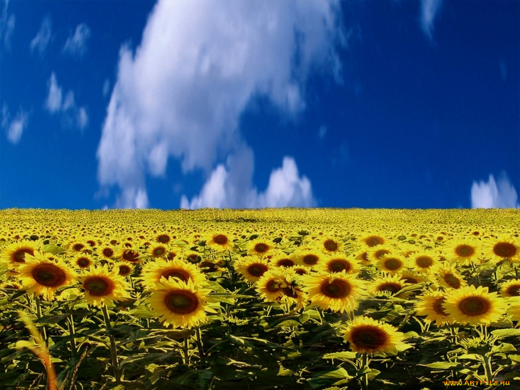xp, цветы, подсолнухи