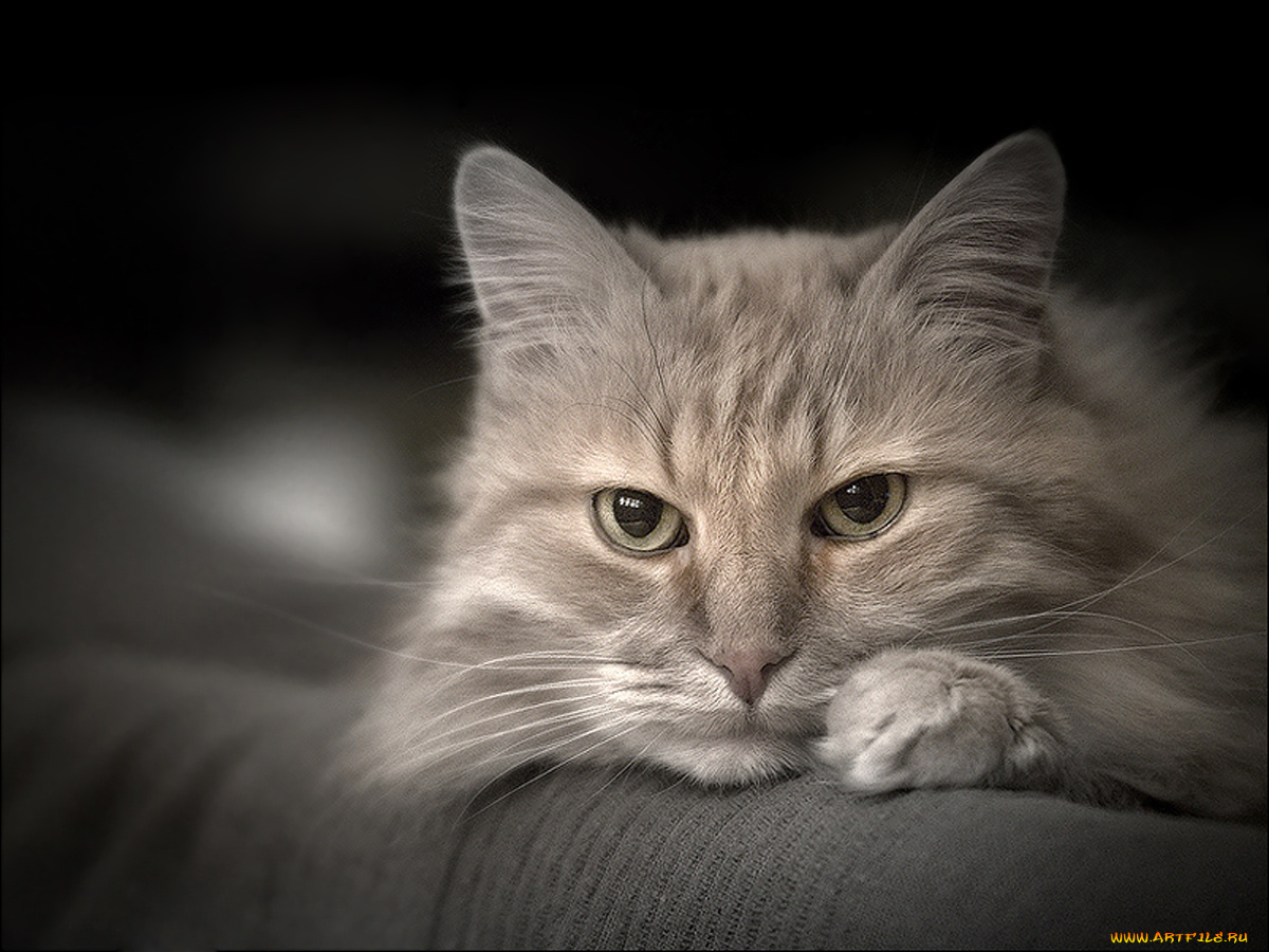 животные, коты