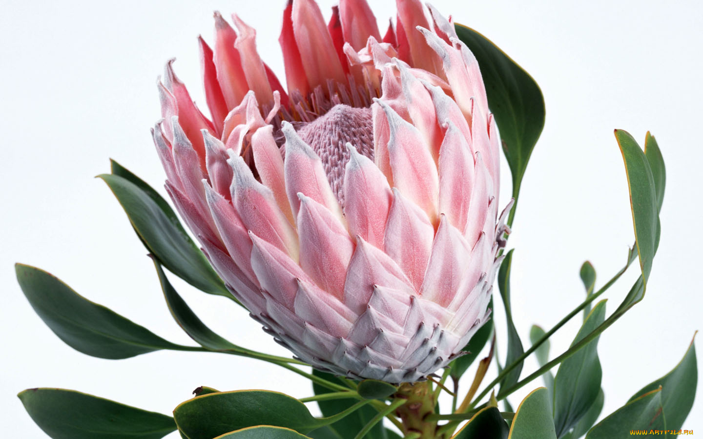 цветы, протея