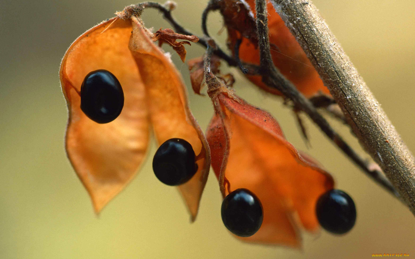 природа, Ягоды