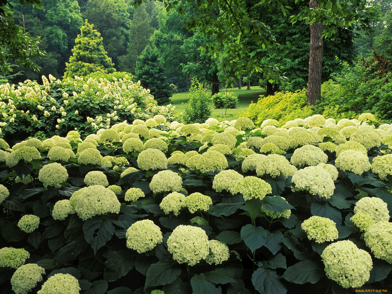 цветы, гортензия