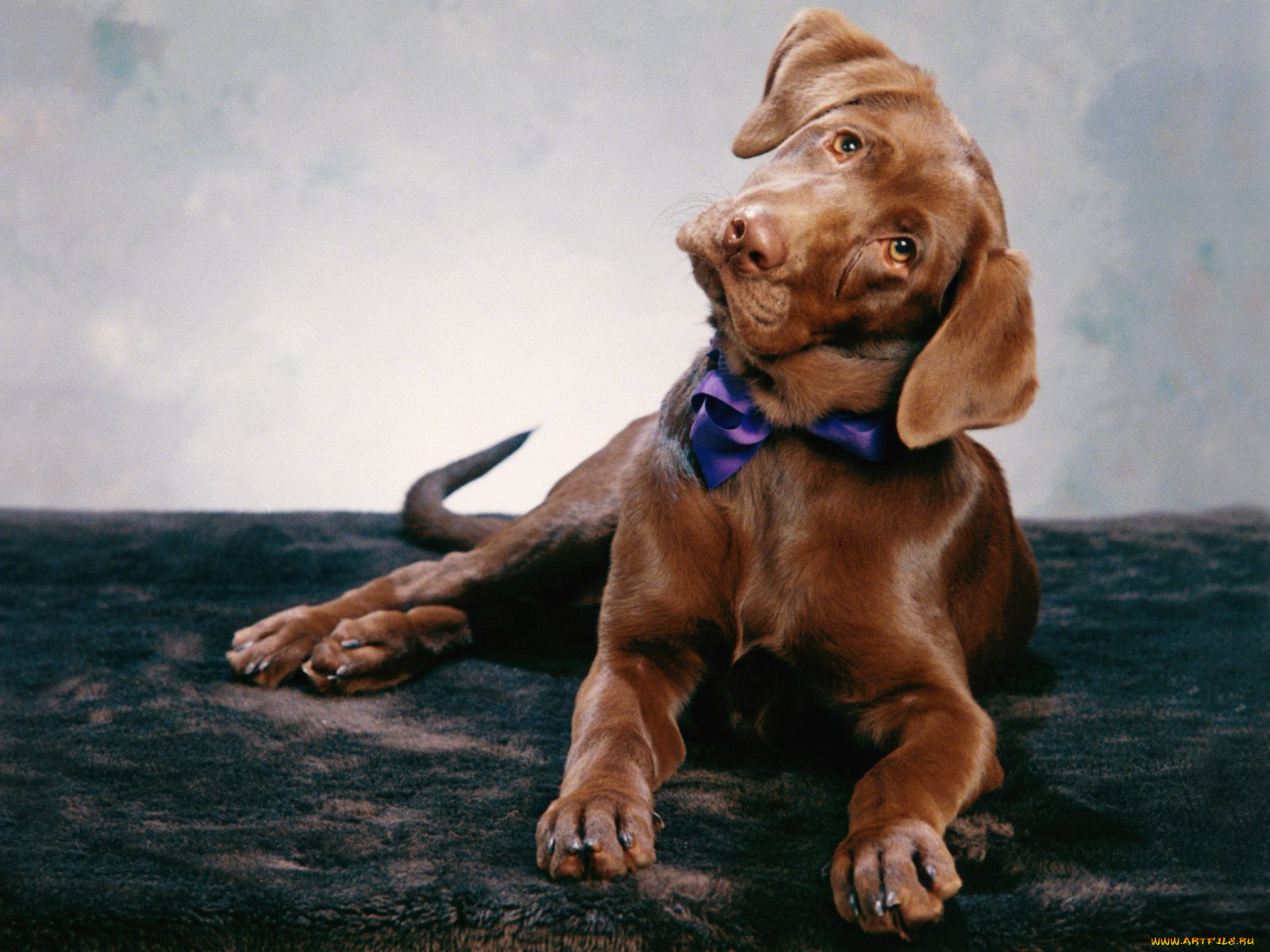 dressed, for, the, occasion, животные, собаки