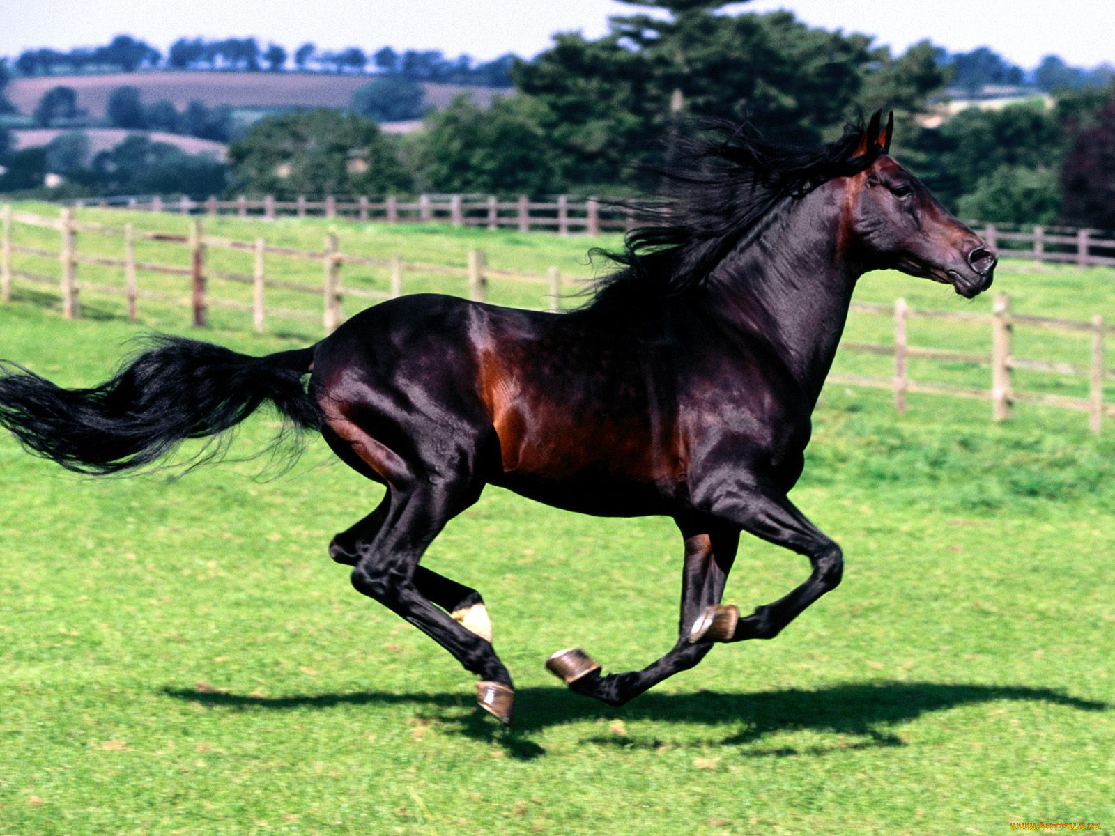 full, stride, spanish, horse, животные, лошади