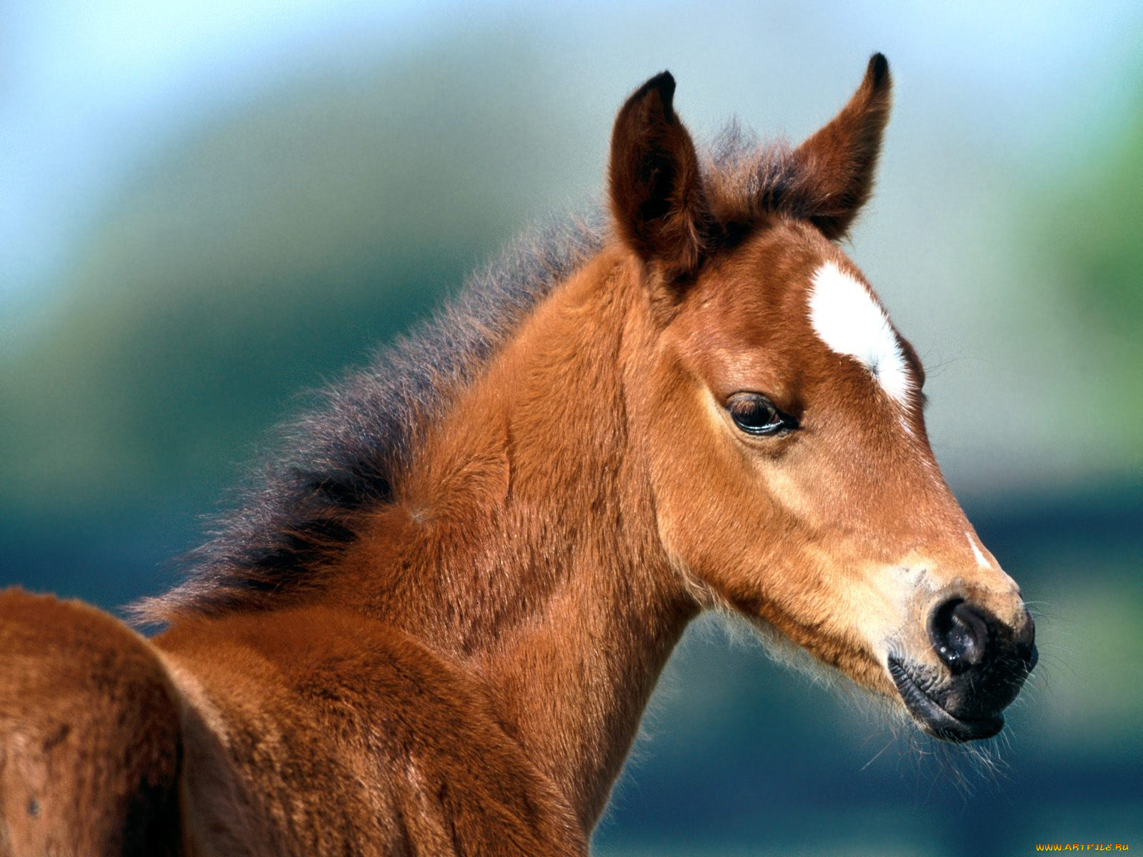 fuzzy, was, he, arabian, foal, животные, лошади