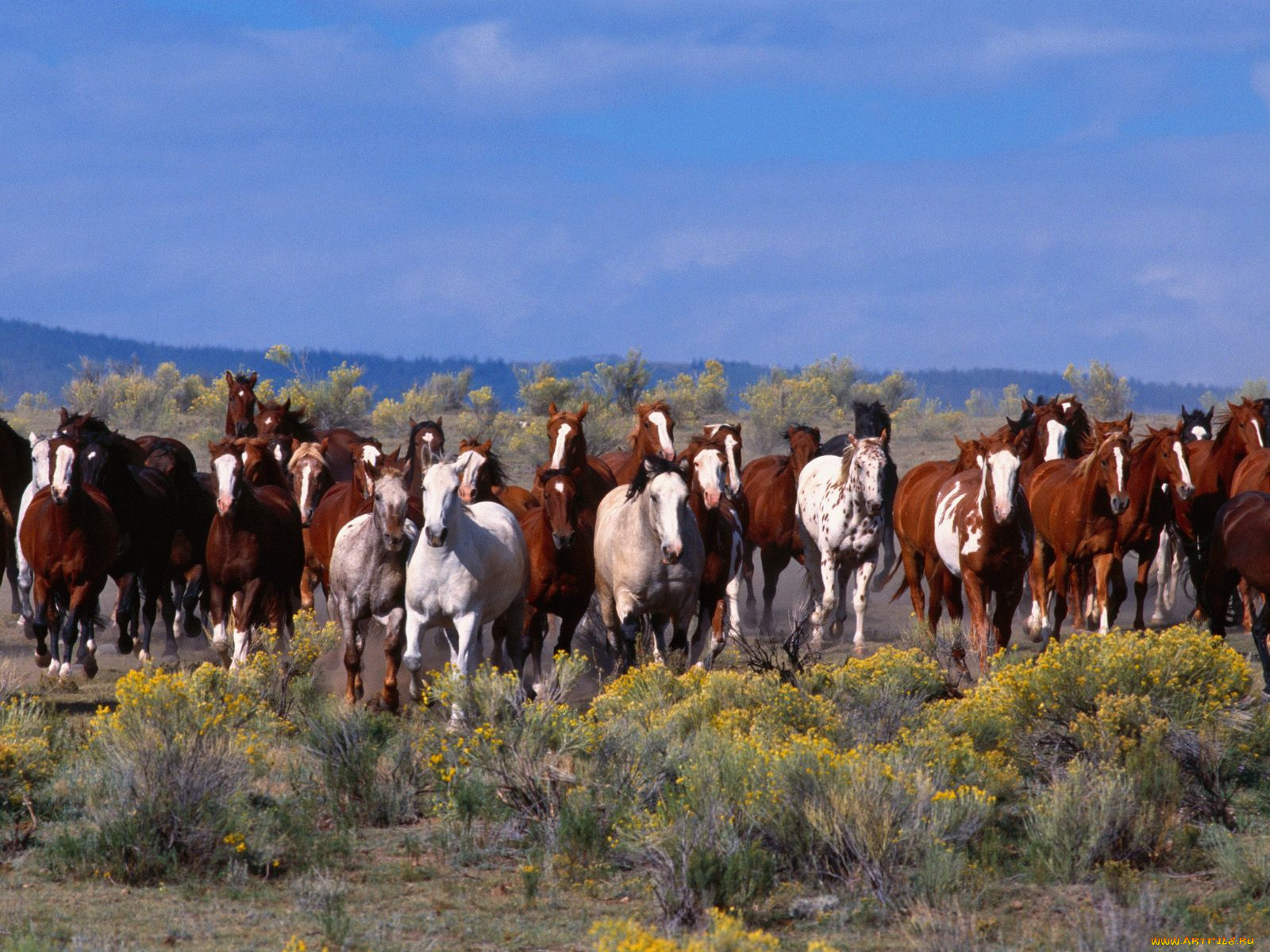 herd, of, horses, животные, лошади