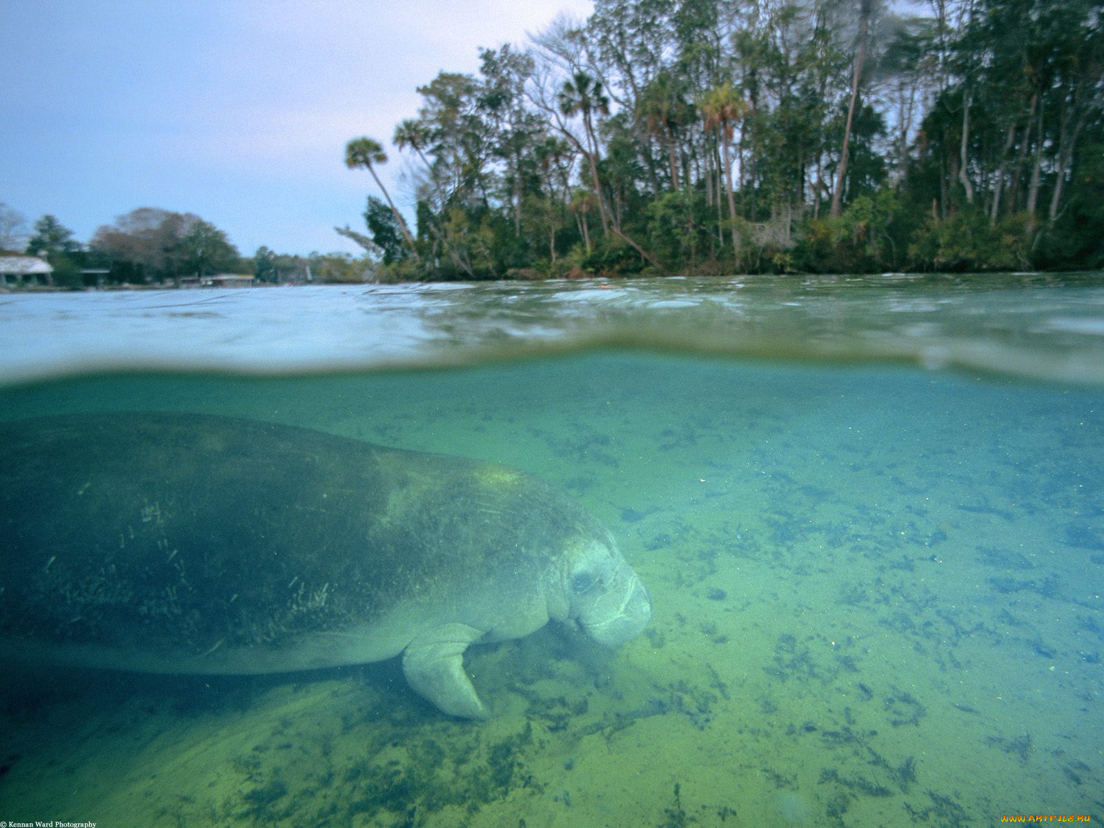 west, indian, manatee, crystal, river, florida, животные, морские, коровы, слоны