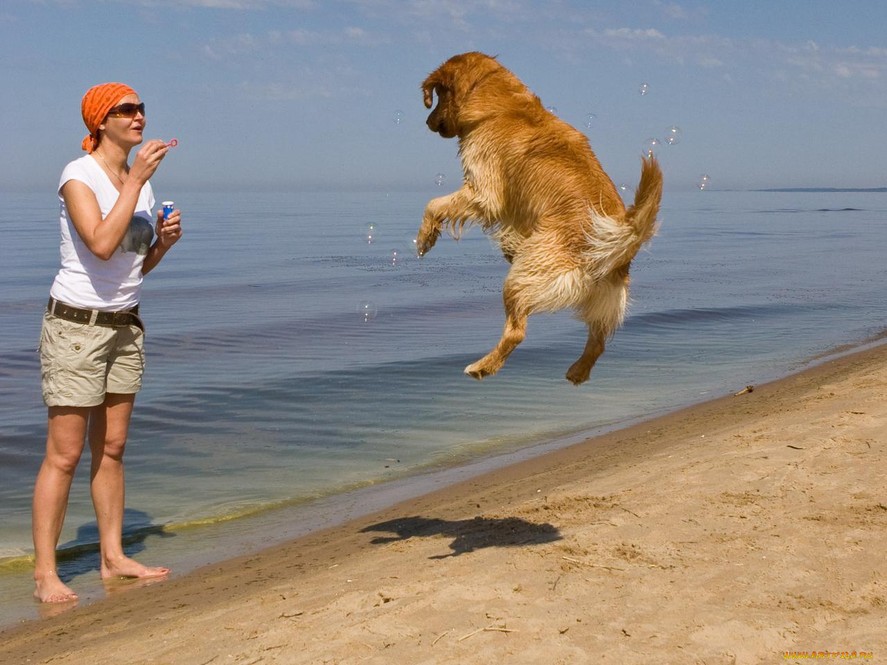 юмор, приколы