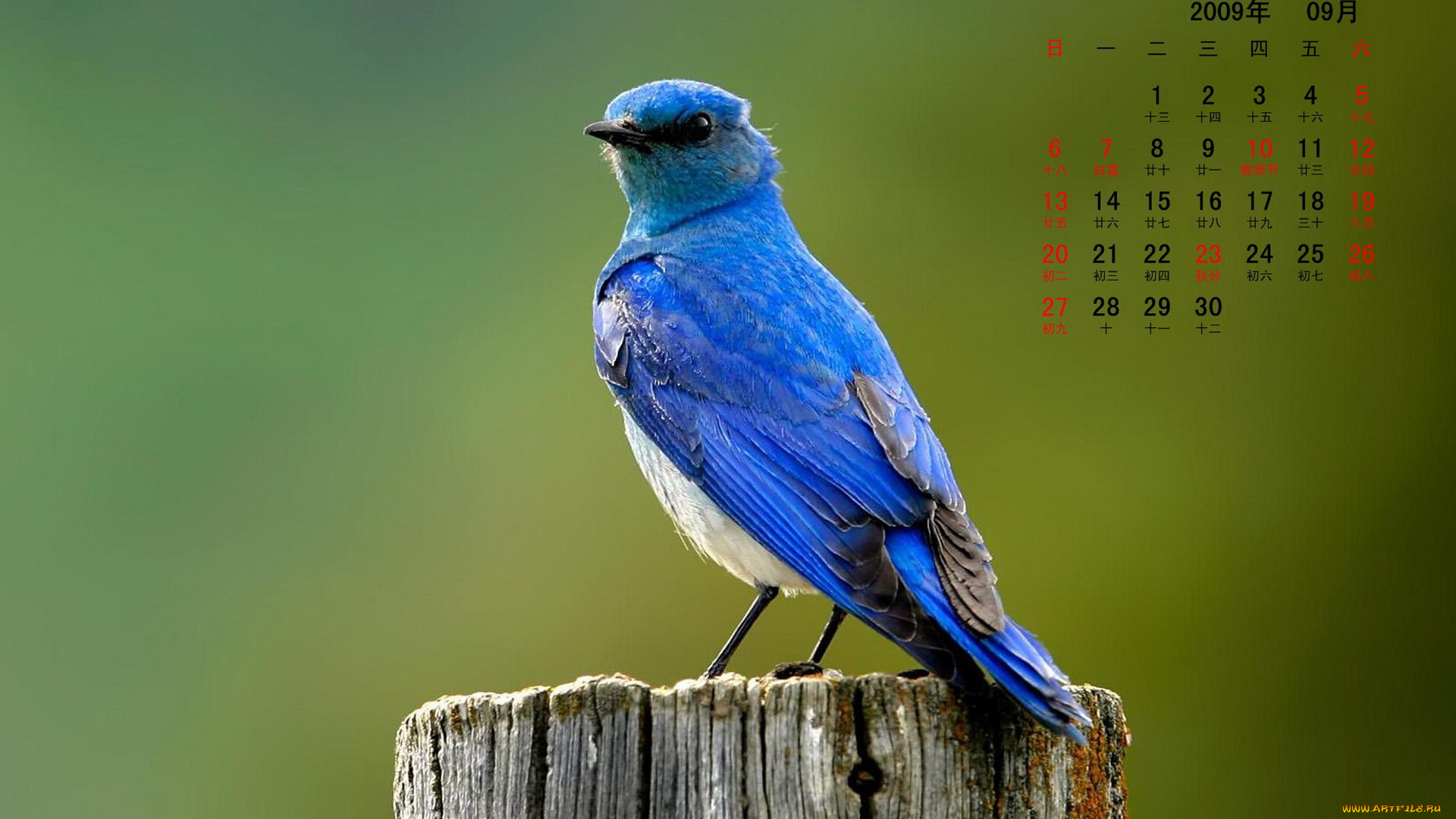 календари, животные