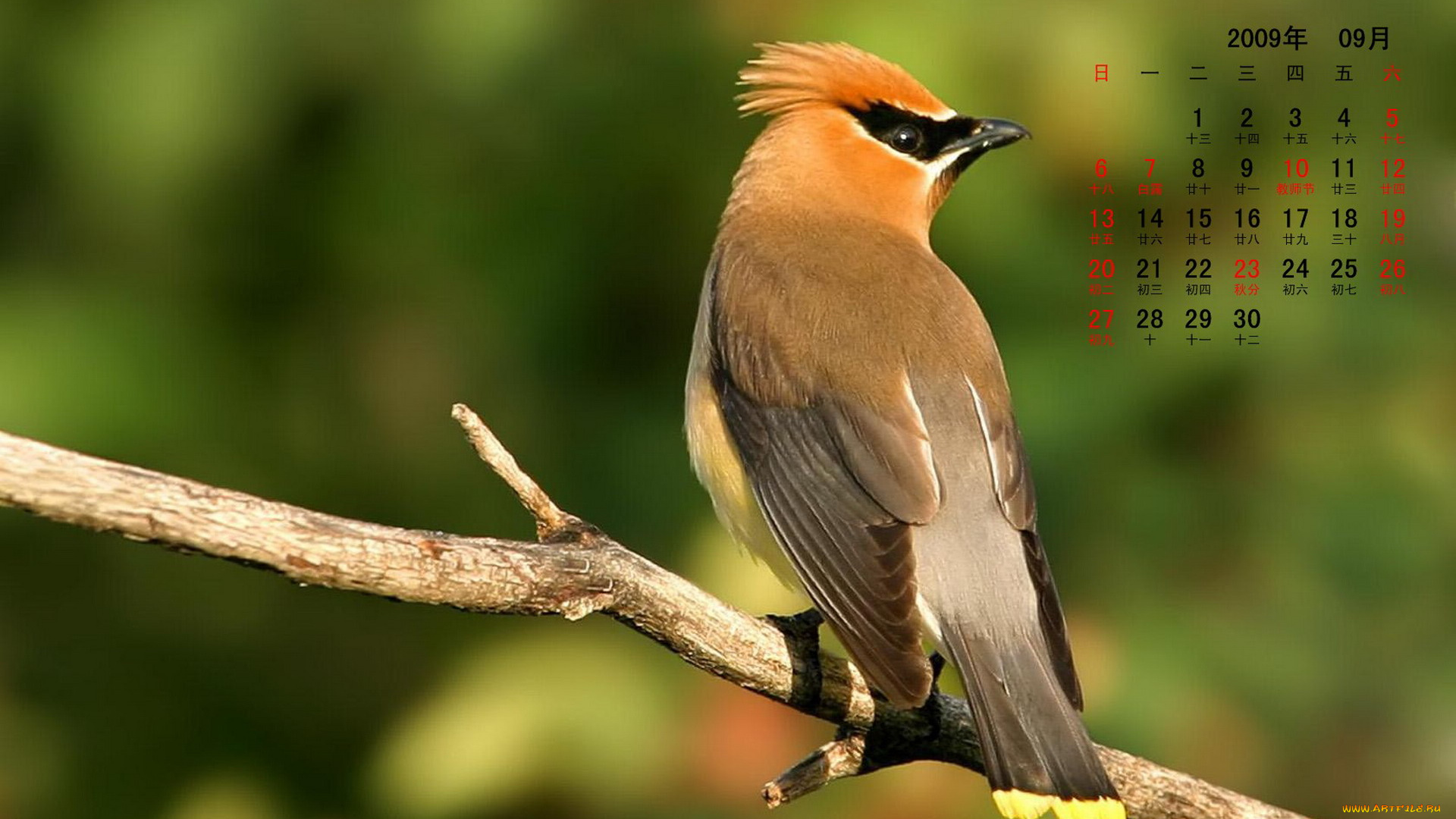 календари, животные