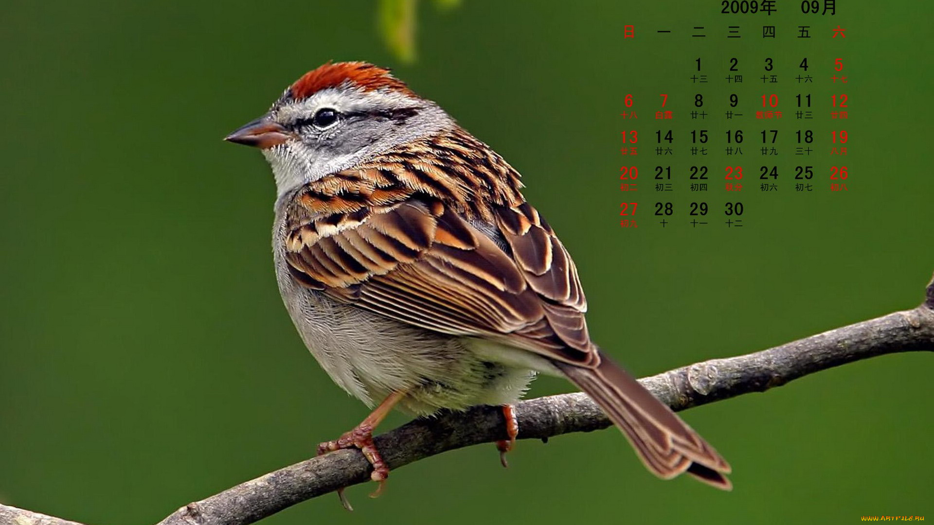 календари, животные