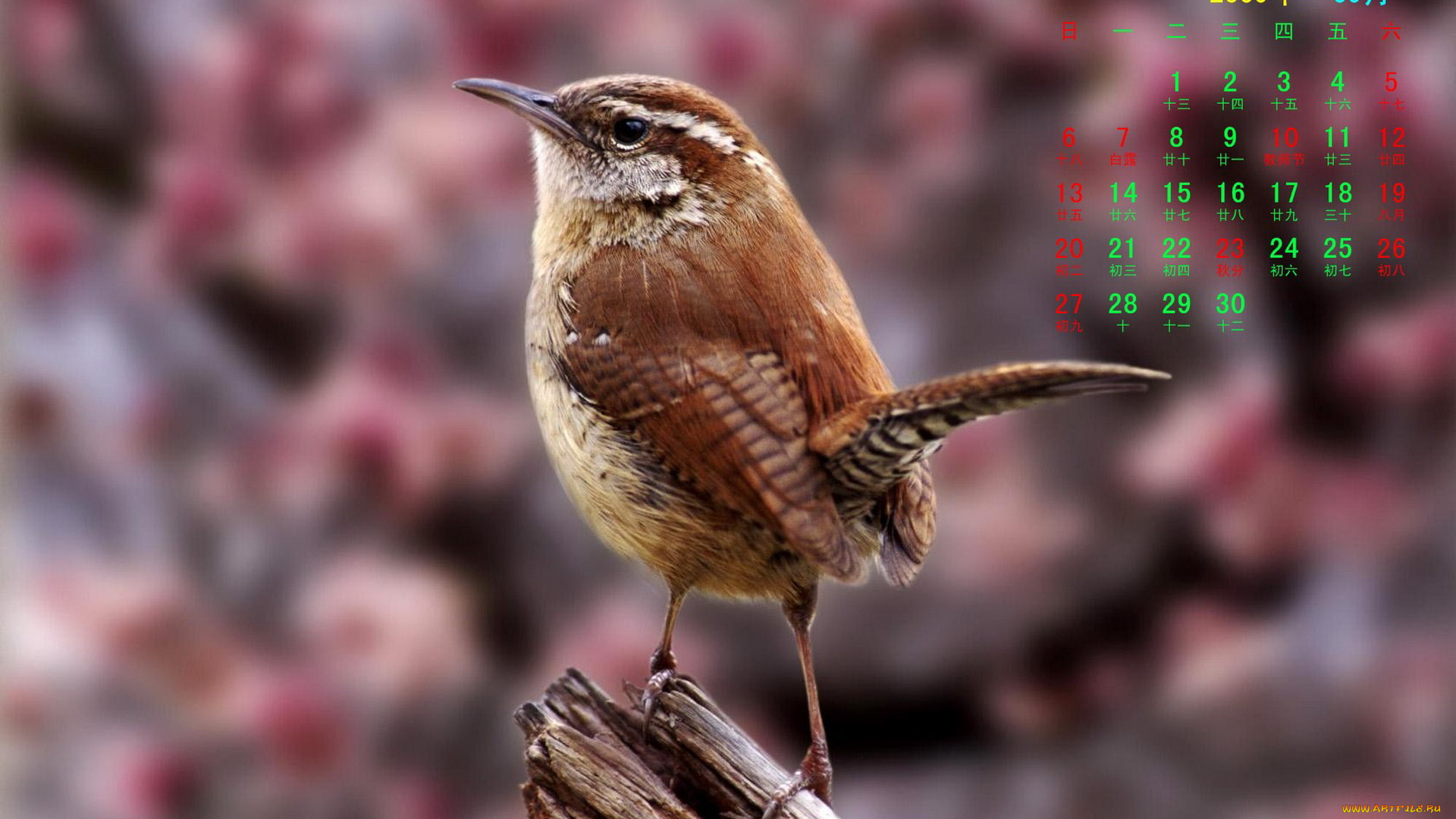 календари, животные