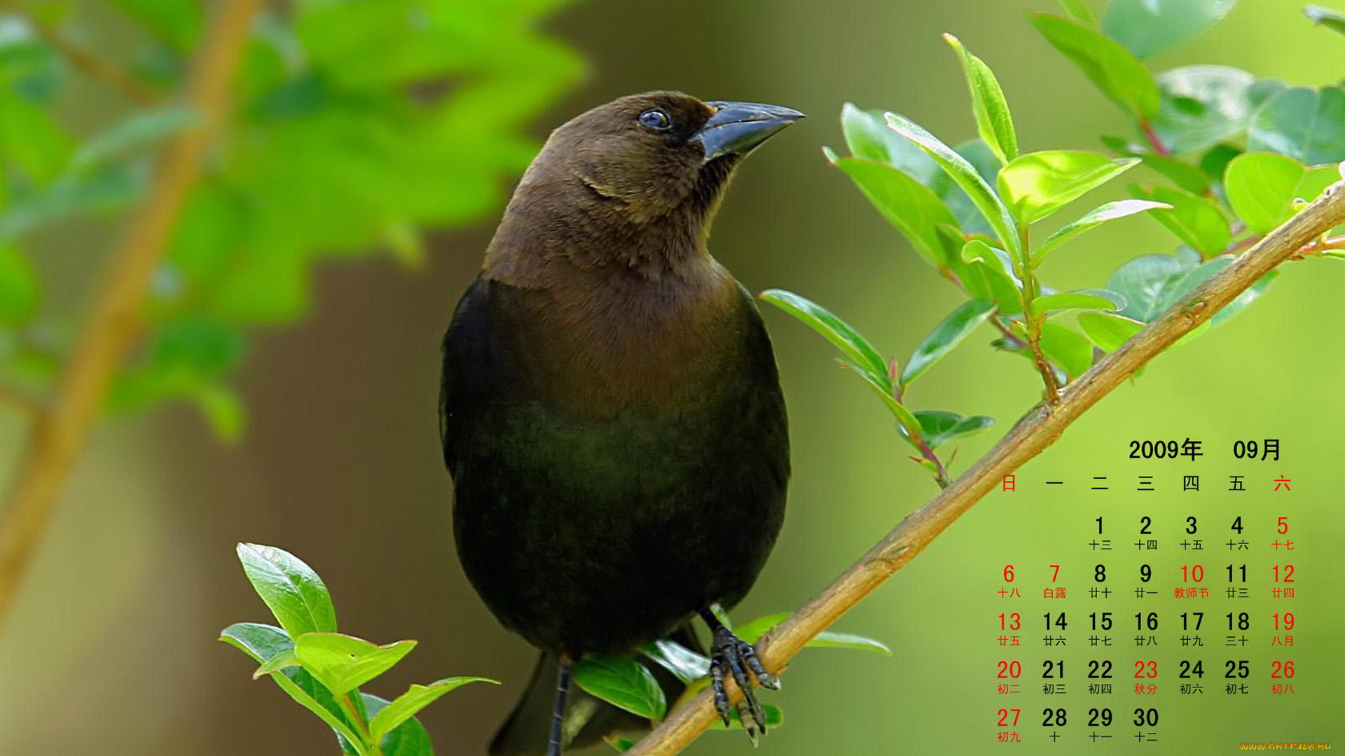 календари, животные