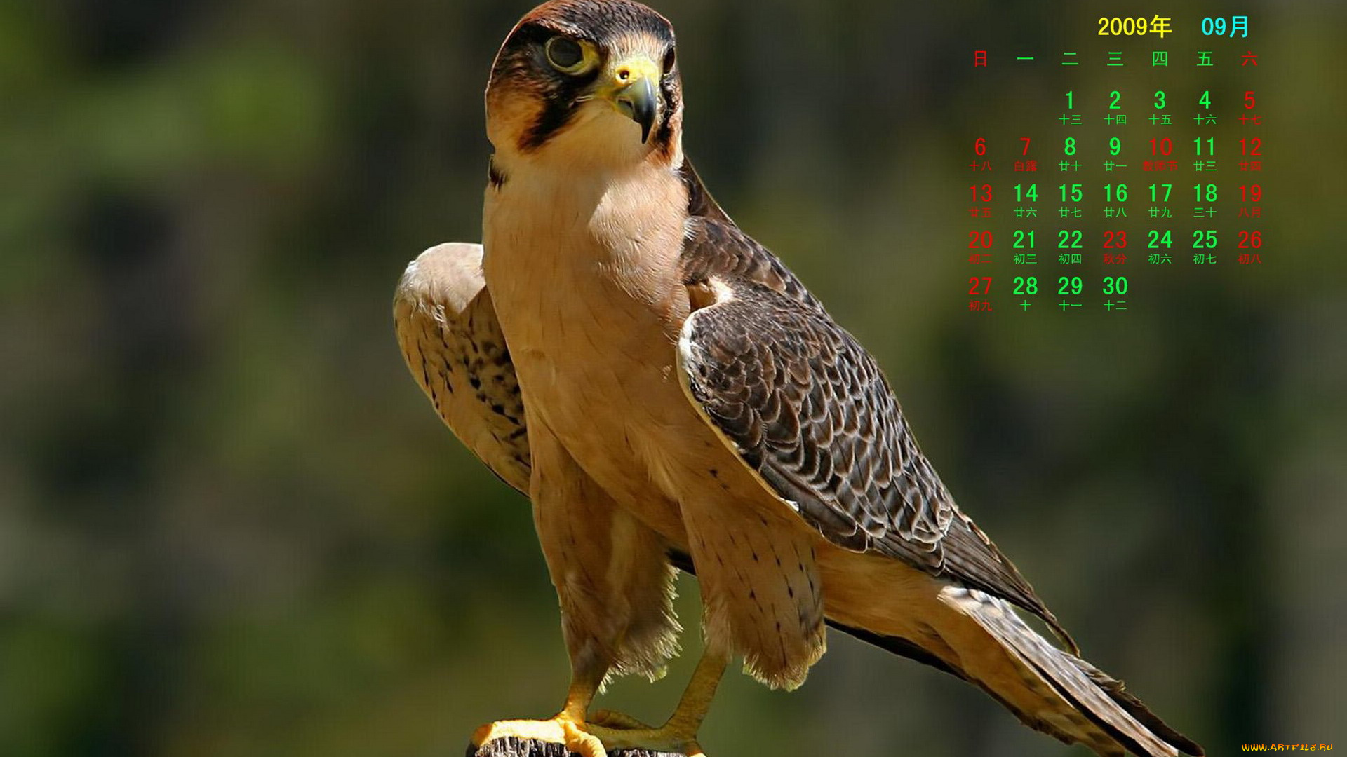 календари, животные