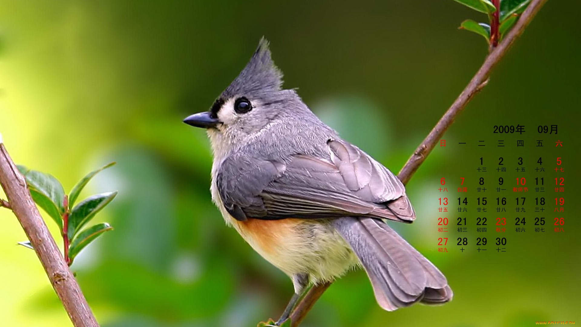 календари, животные