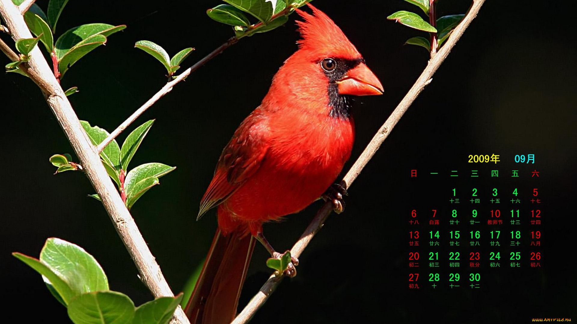 календари, животные