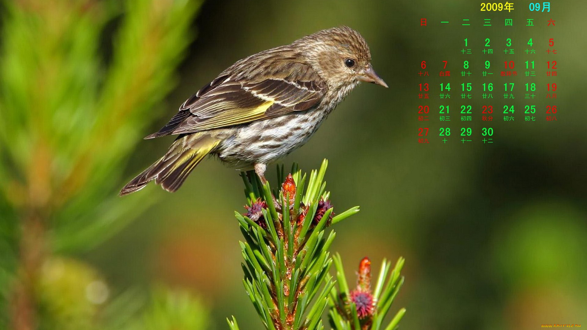 календари, животные