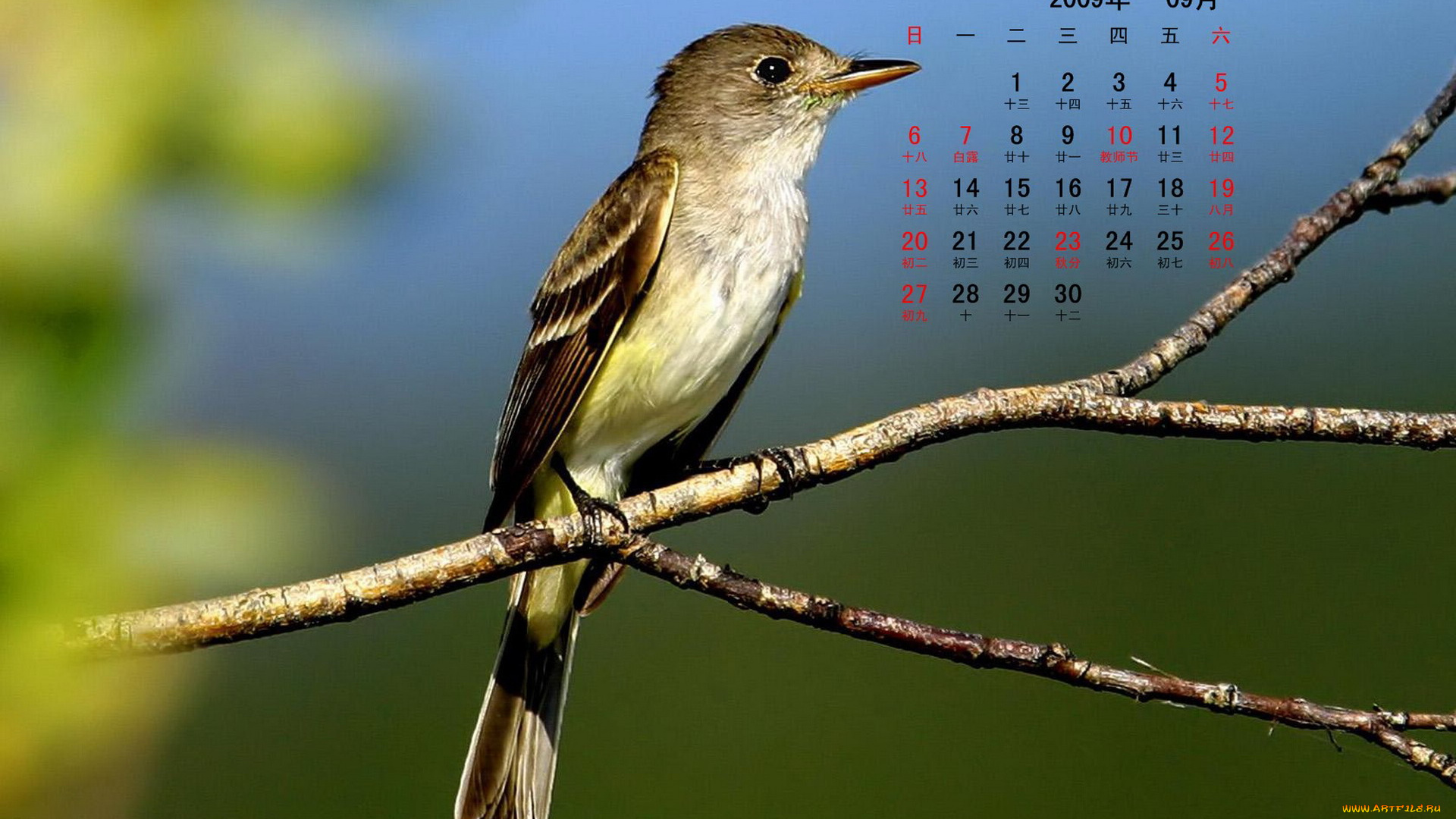 календари, животные