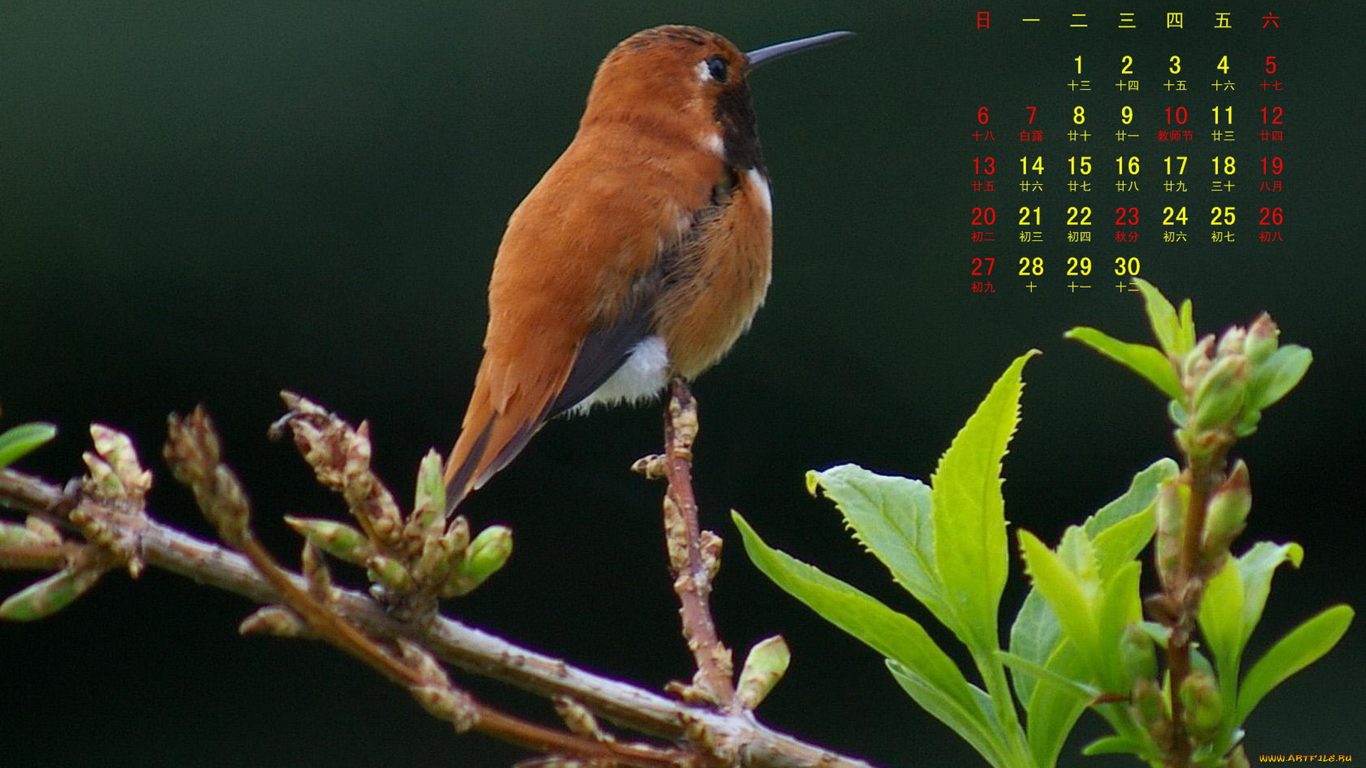 календари, животные