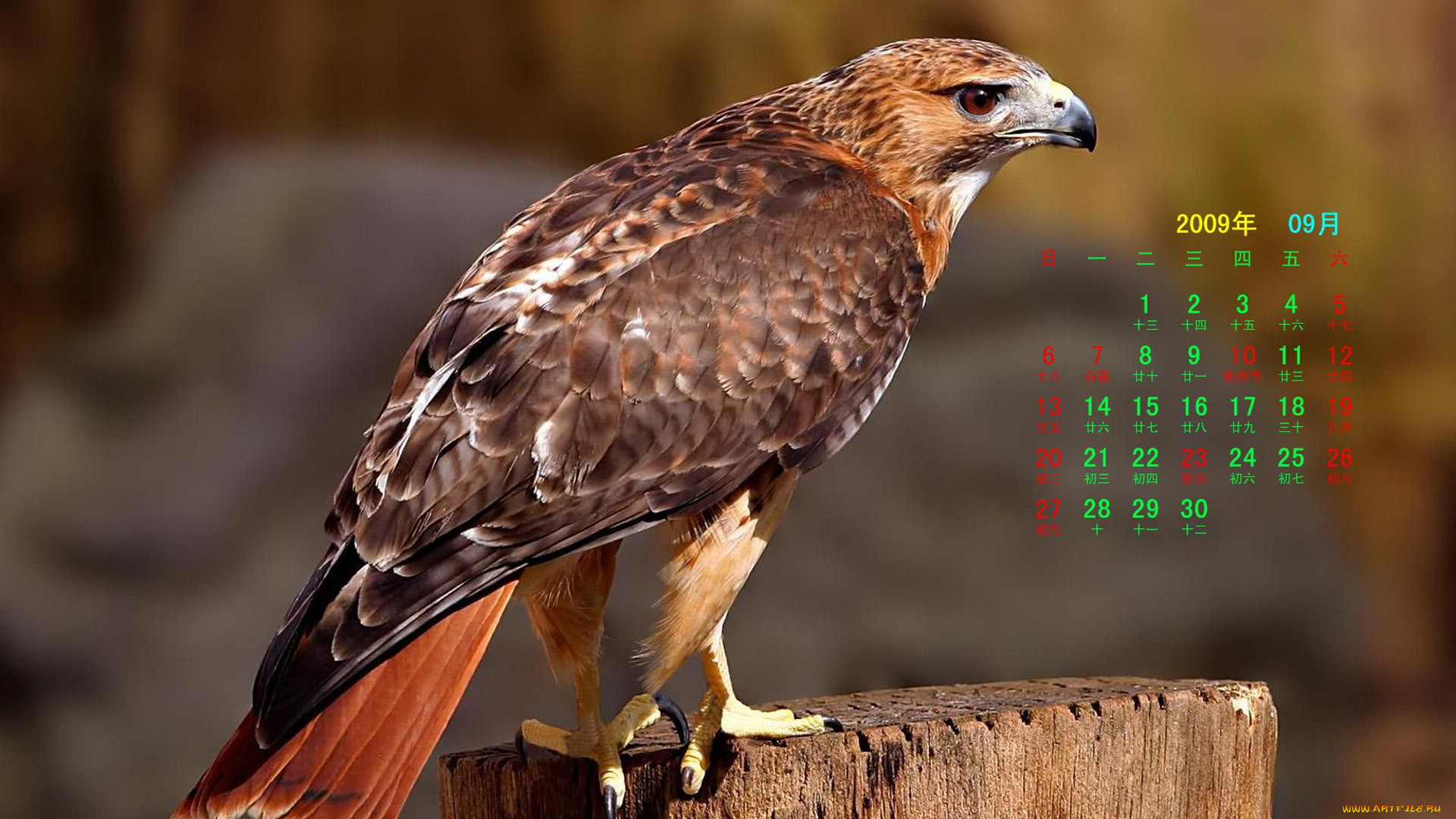 календари, животные