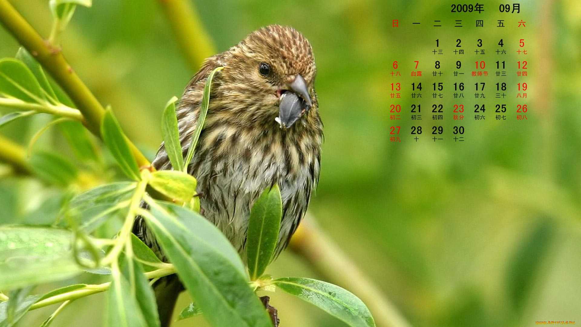 календари, животные