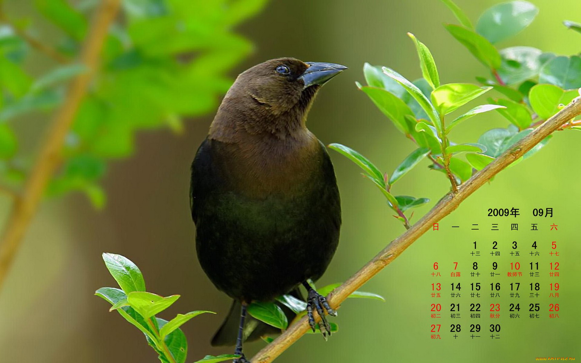 календари, животные