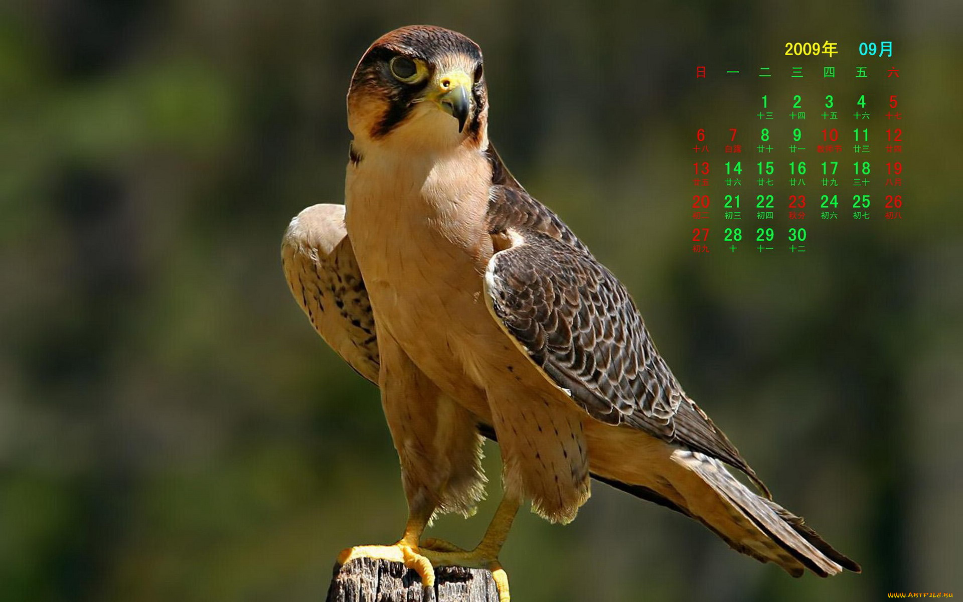 календари, животные