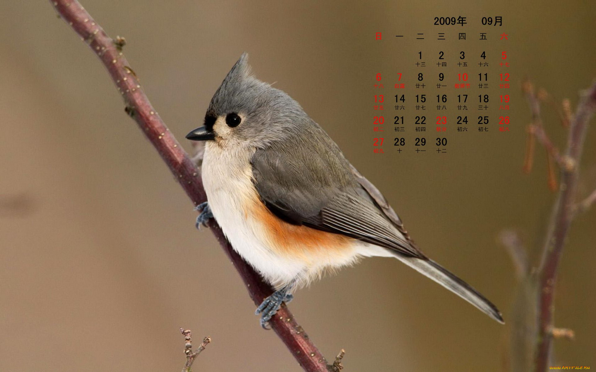 календари, животные