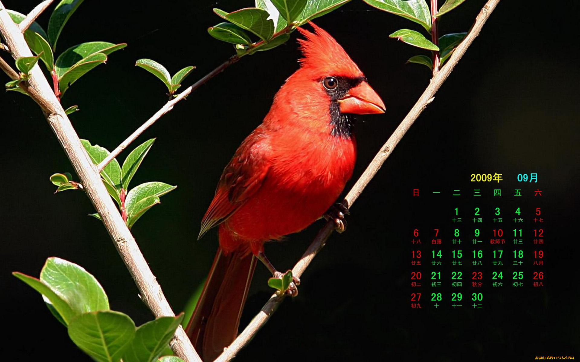 календари, животные