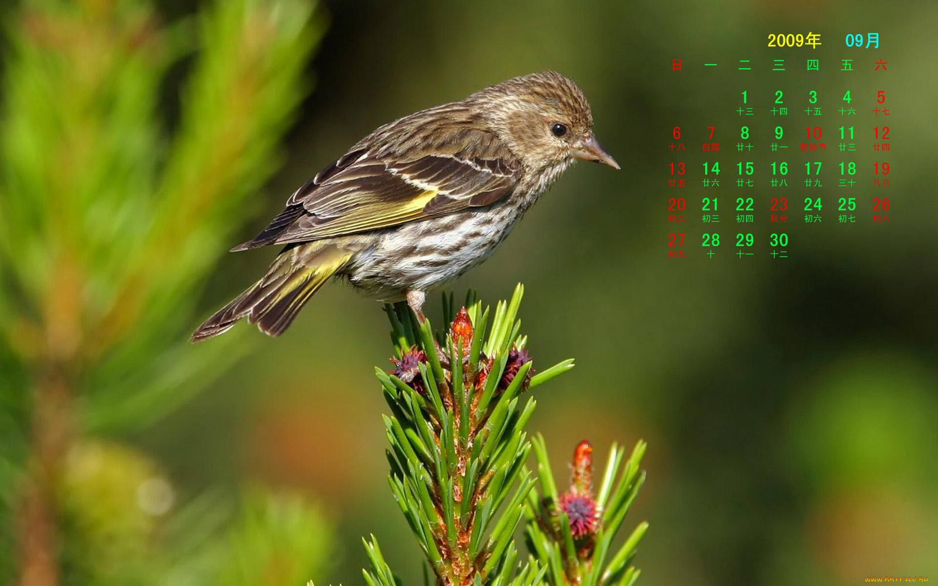 календари, животные