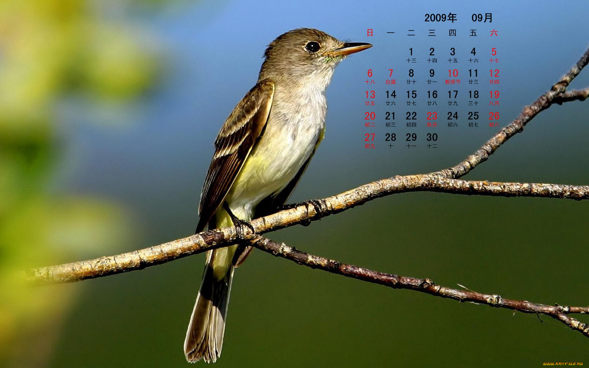 календари, животные